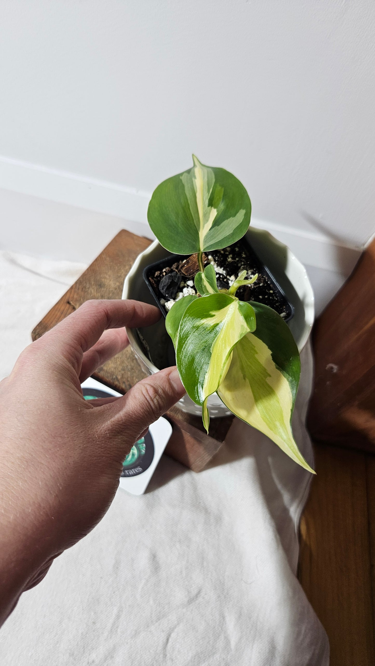 Philodendron Hederaceum Silver Stripe (PHI-738)