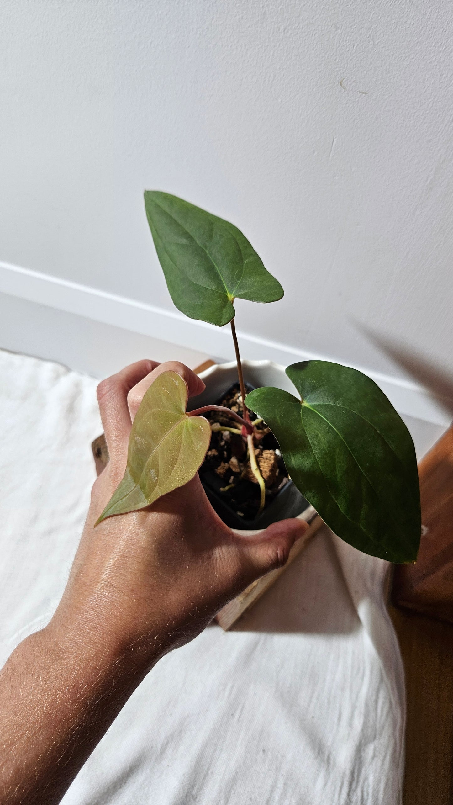 Anthurium Napo X Papillilaminum "format MOYEN" (ANT-417)