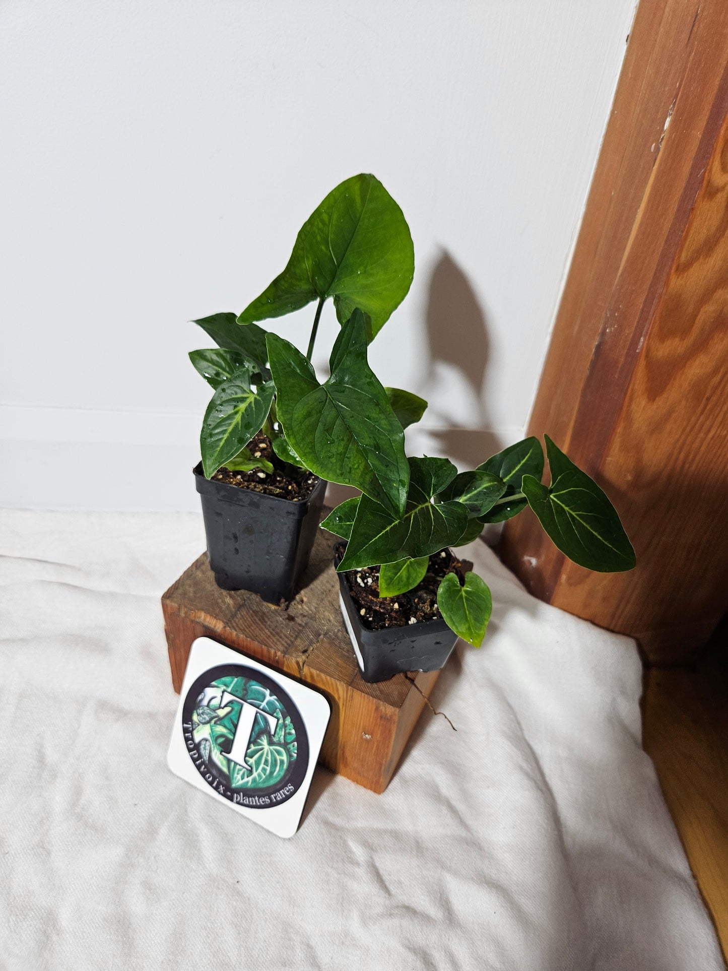 "FREEBIE" (with purchase of $20 before taxes) Syngonium REVERT (NOID: Aurea or Panda)