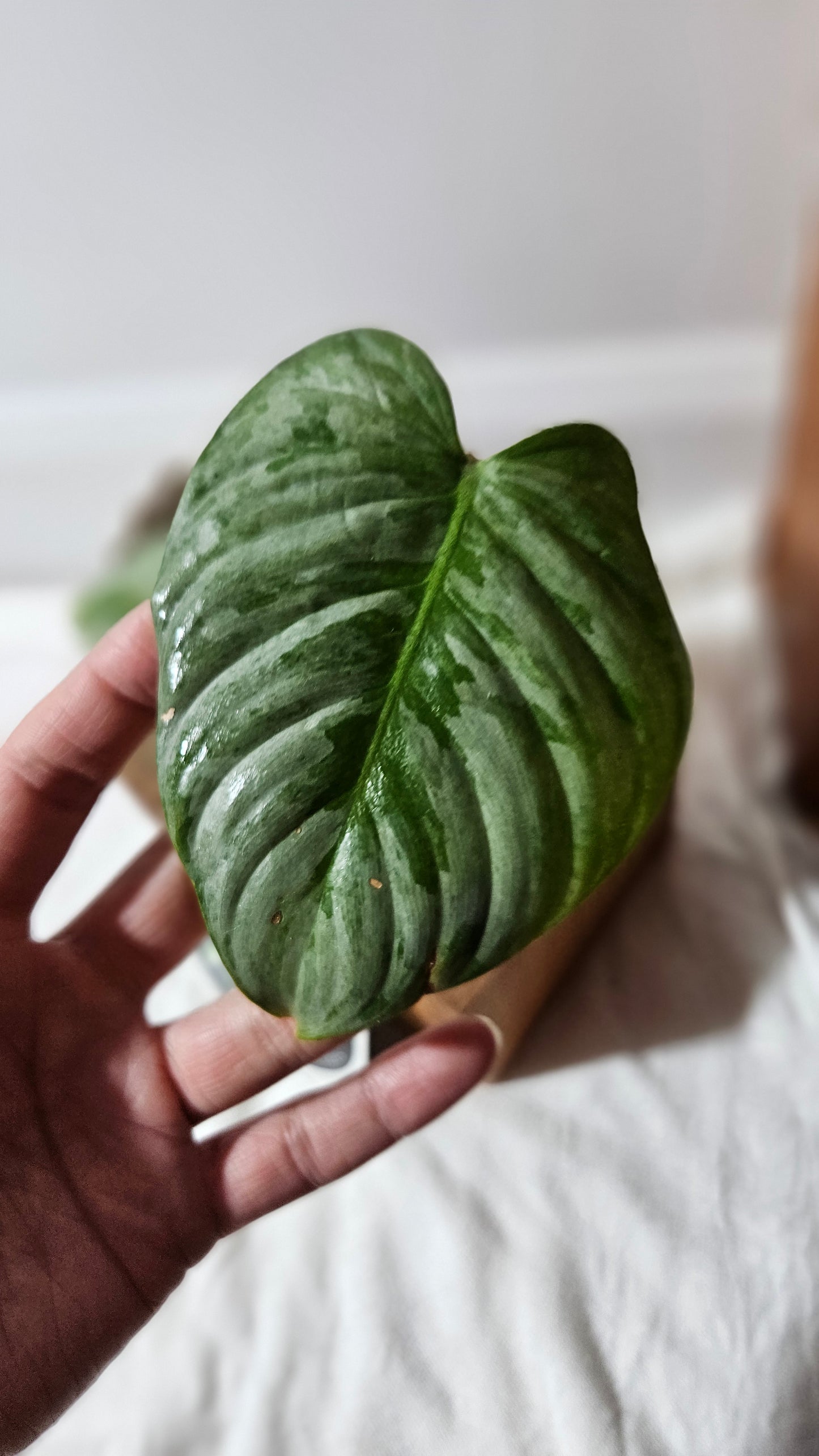 Philodendron Sodiroi (PHI-442)