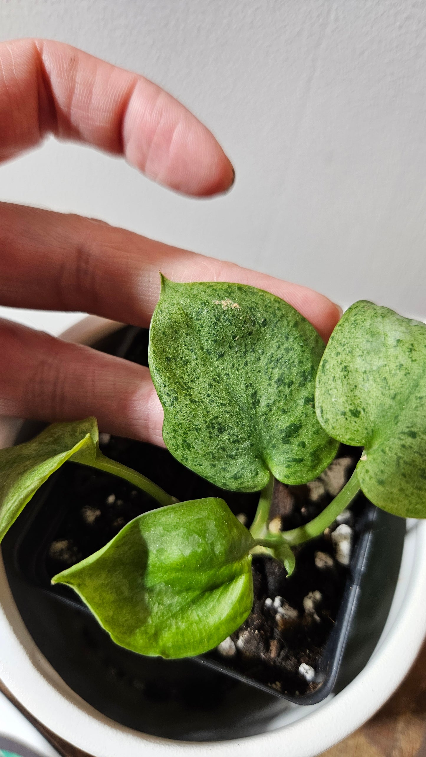Scindapsus Mojito (SCI-1174)