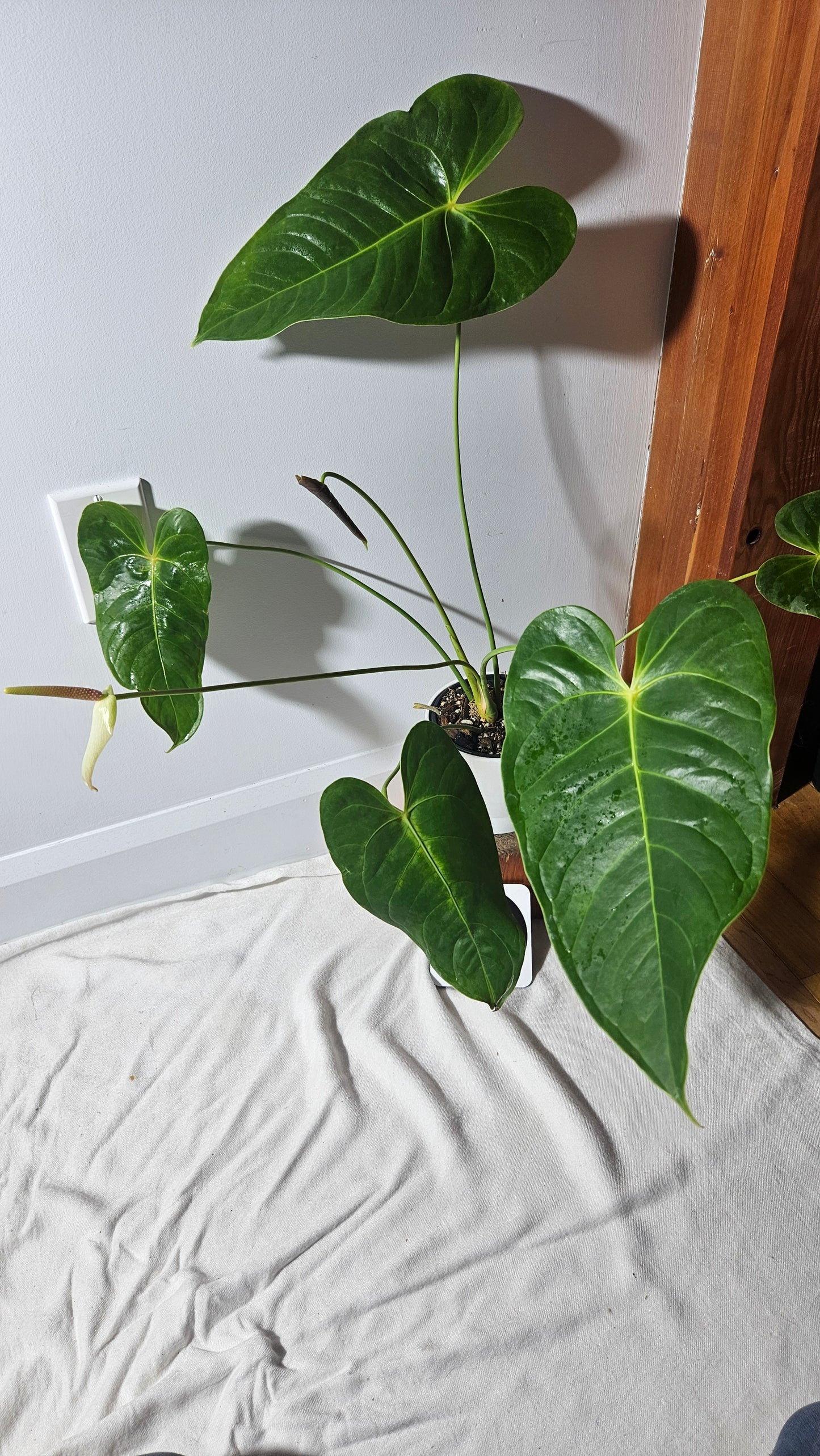 Anthurium Veitchii hybrid "format LARGE" (ANT-400)