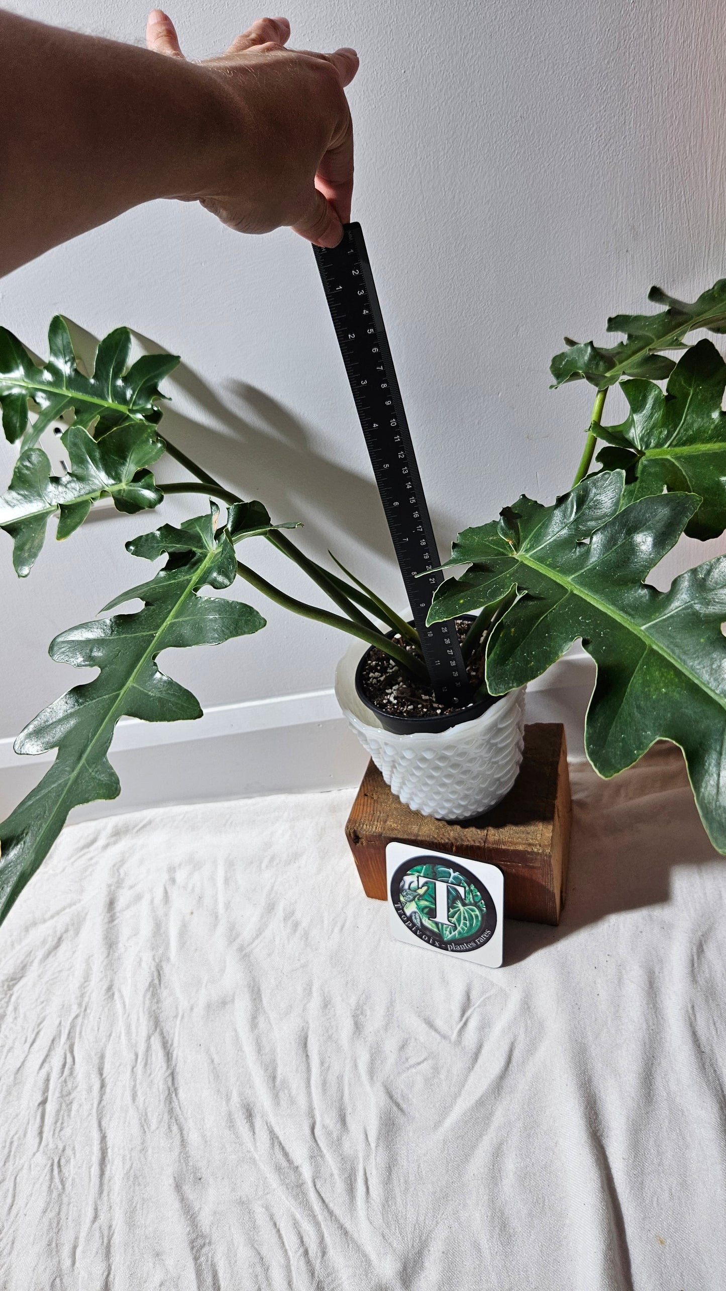 Philodendron Bob Cee (PHI-895)