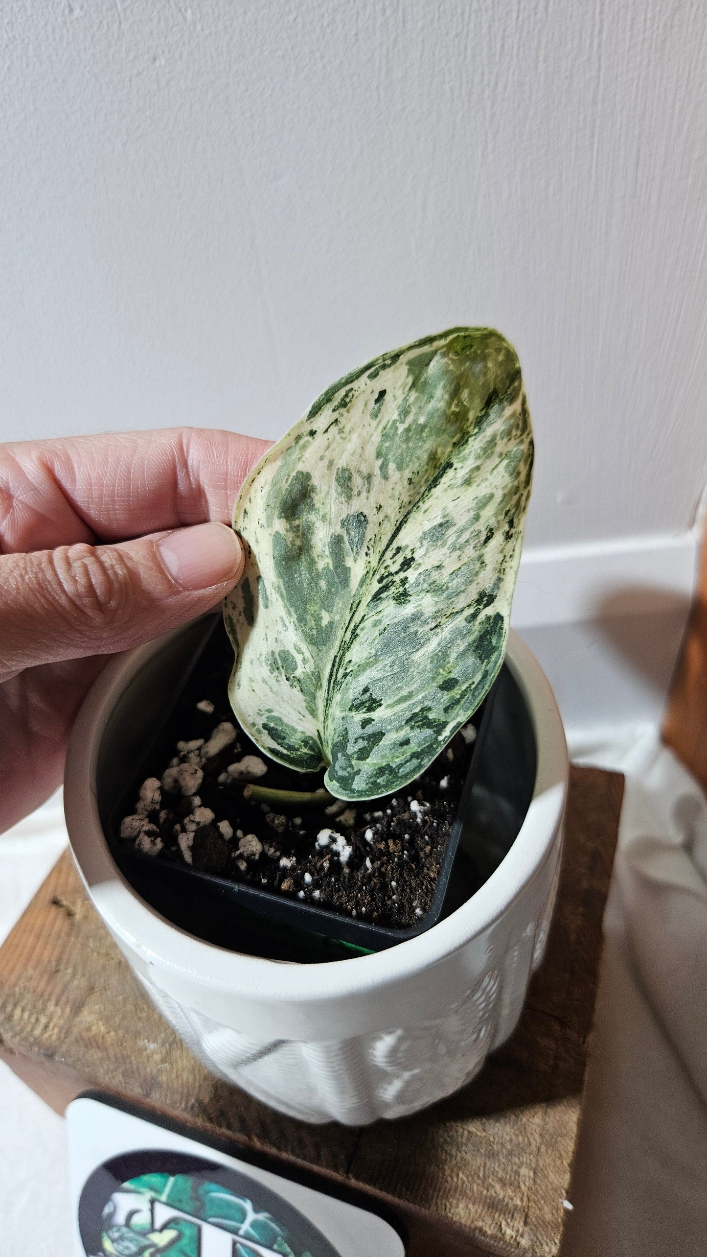 Scindapsus Peasun (SCI-1064)