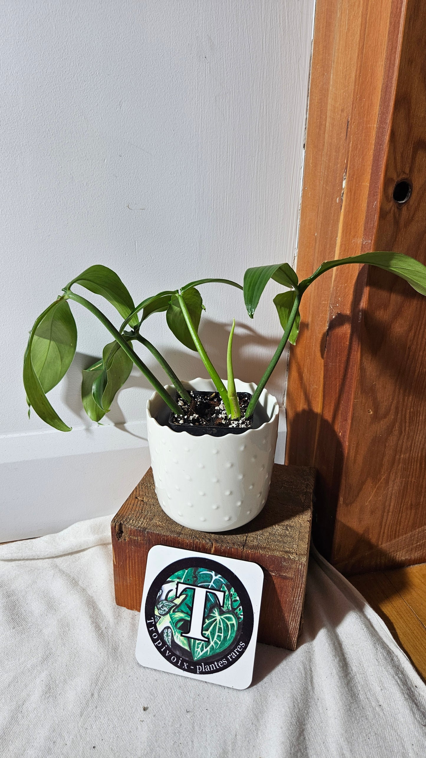 Philodendron Tripartitum (PHI-793)