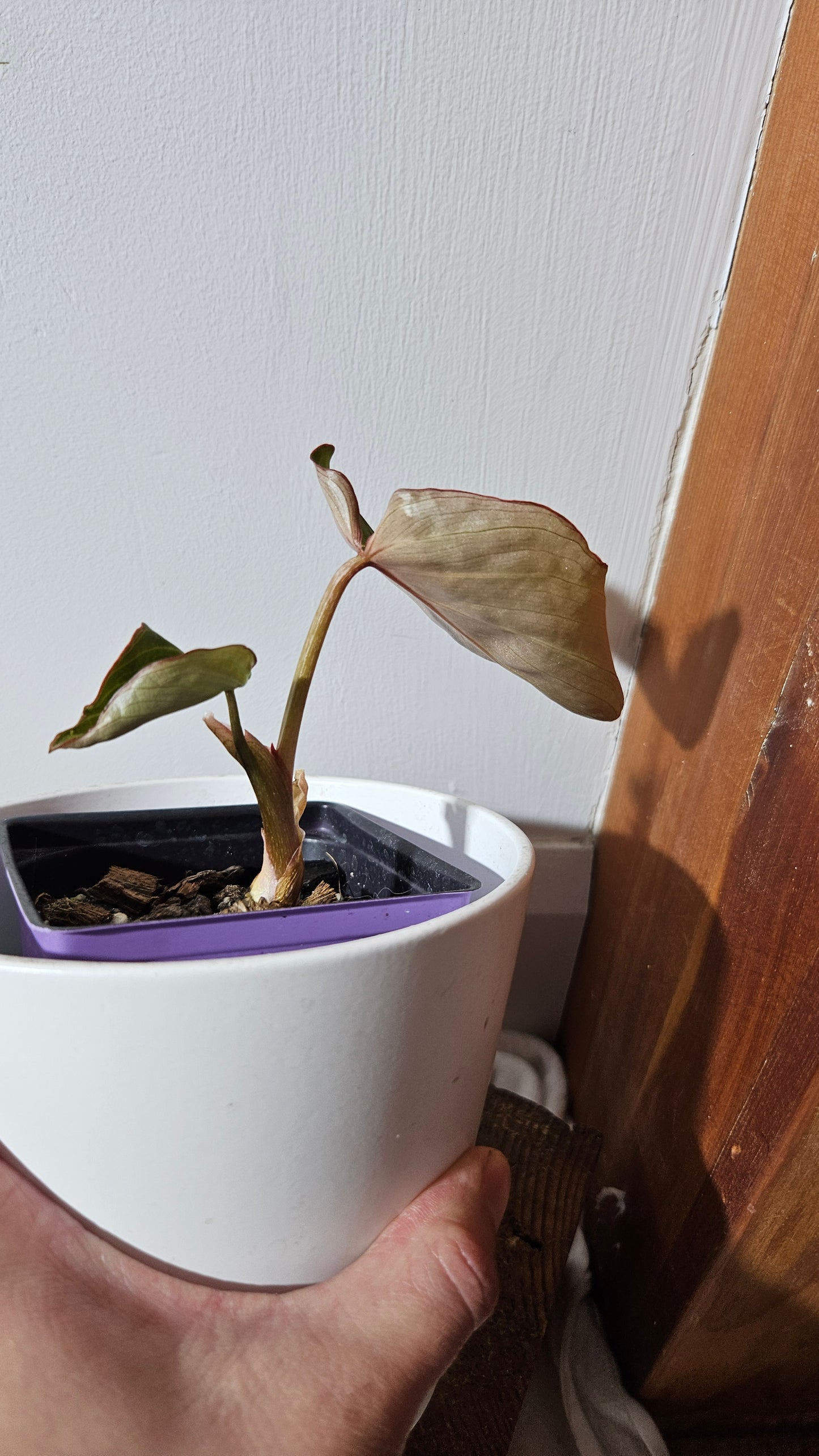 Philodendron Gloriosum Radiante (PHI-833)