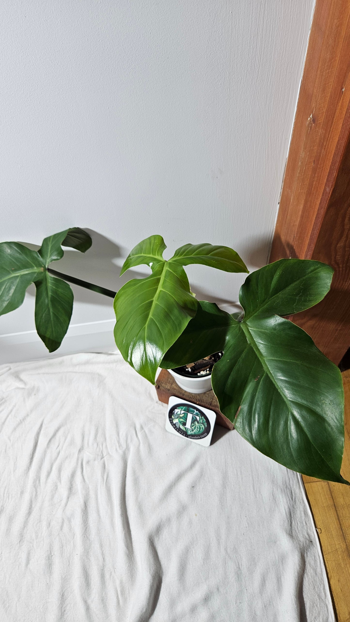 Philodendron Santamartinense (PHI-936)