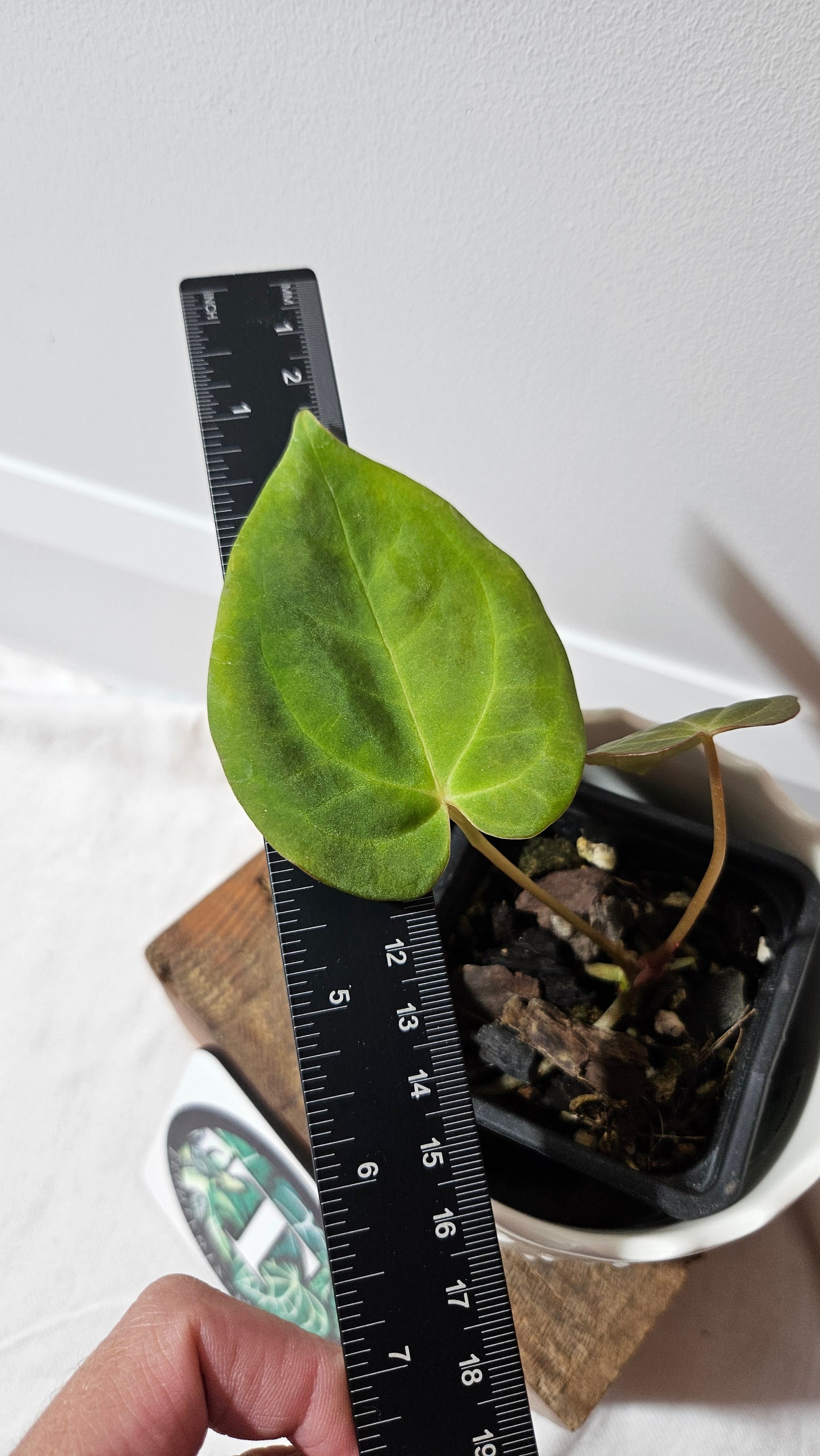 Anthurium Dressleri "format PETIT" (ANT-461)