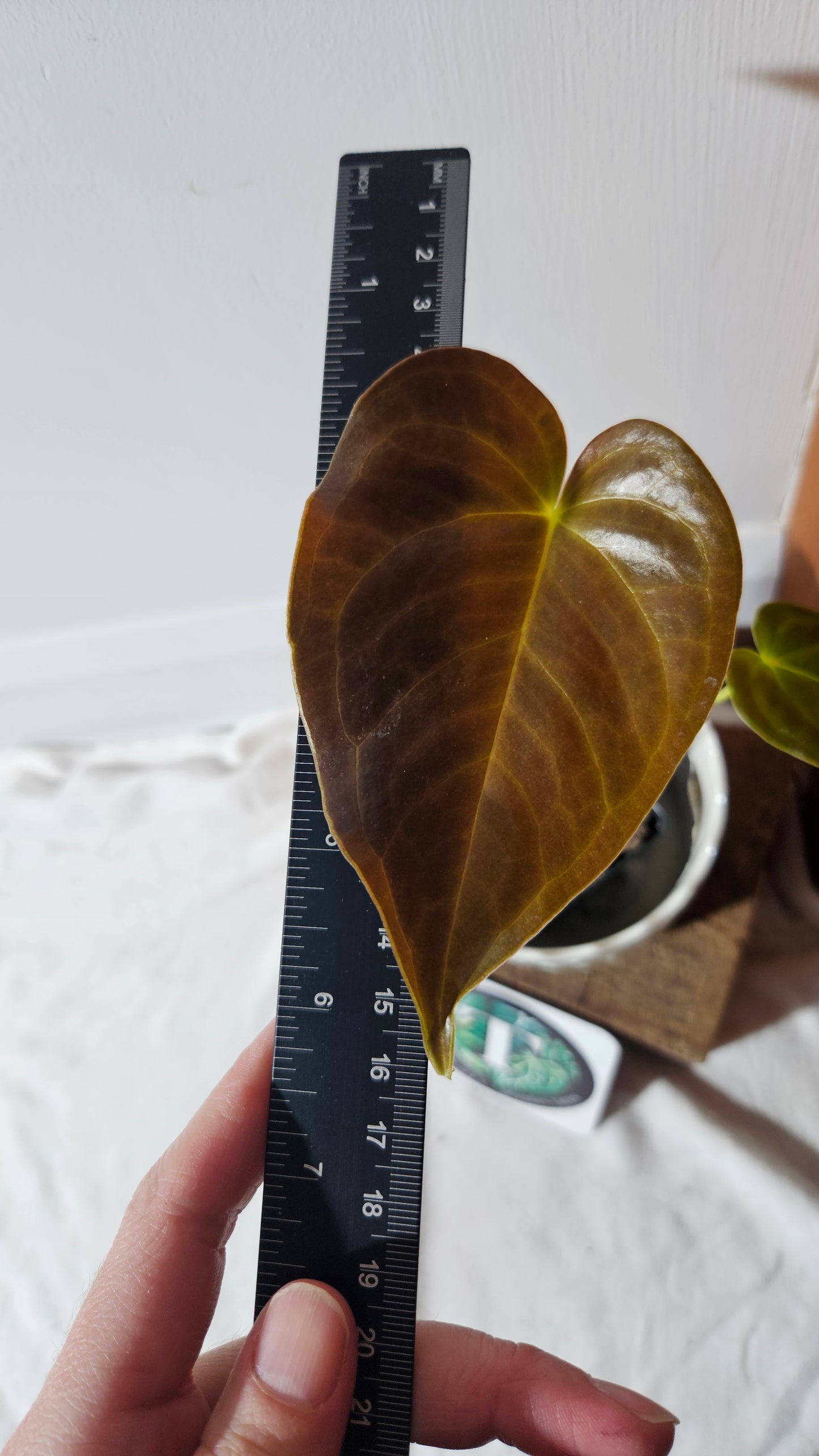 Anthurium Modeanum "SMALL format" (ANT-174)