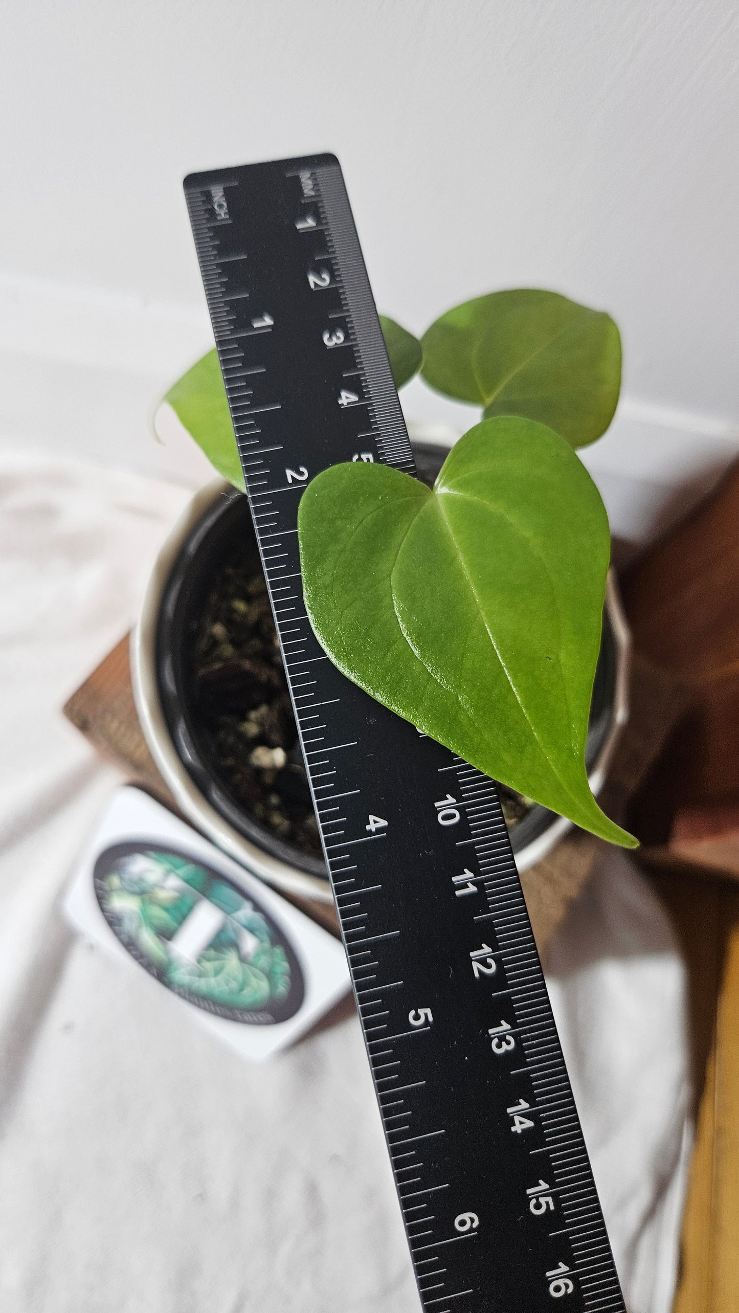 Anthurium Pterodactyl "format PETIT" (ANT-248)