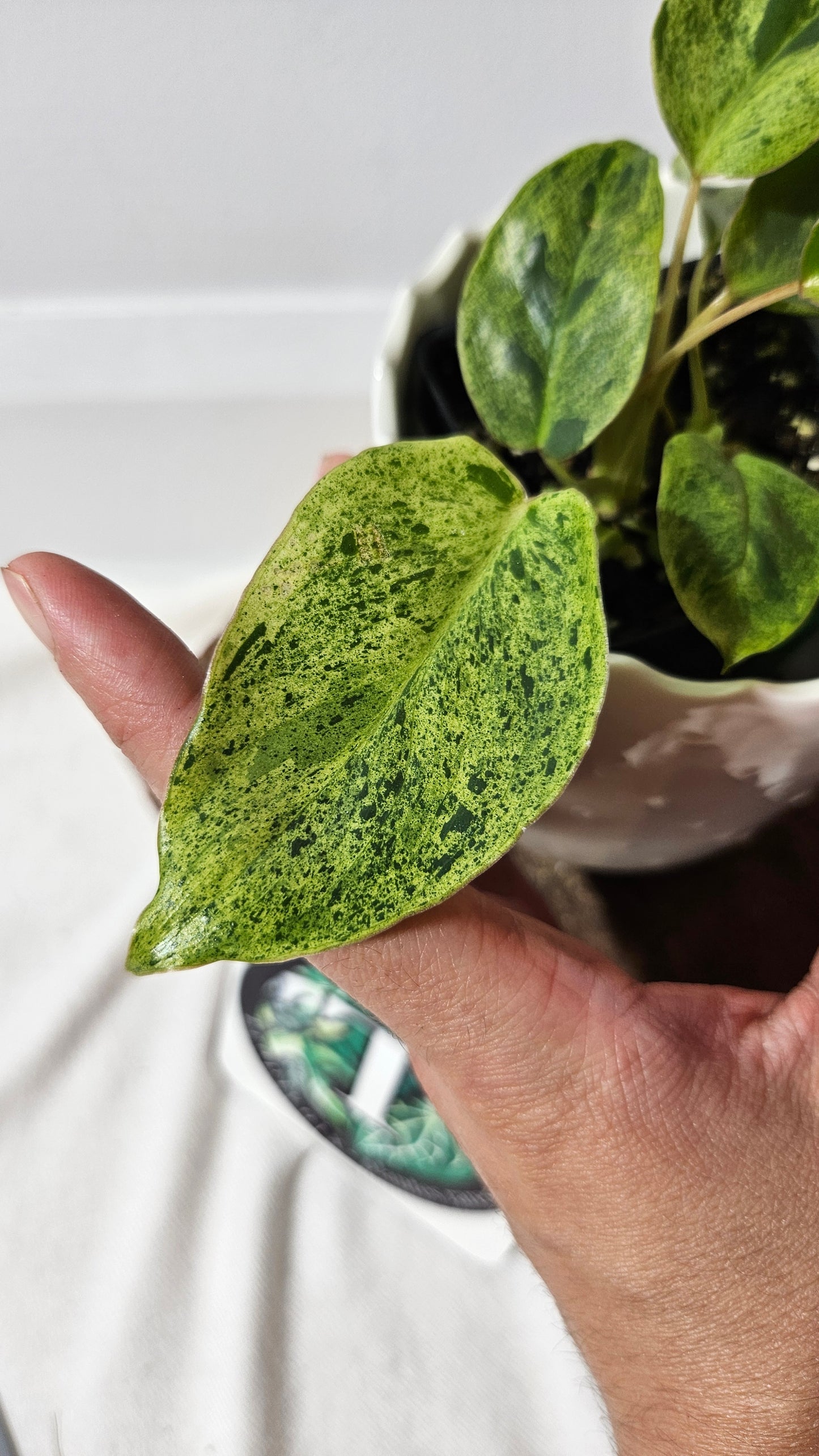 Philodendron BurleMarx Variegata X Paraiso Verde (PHI-859)