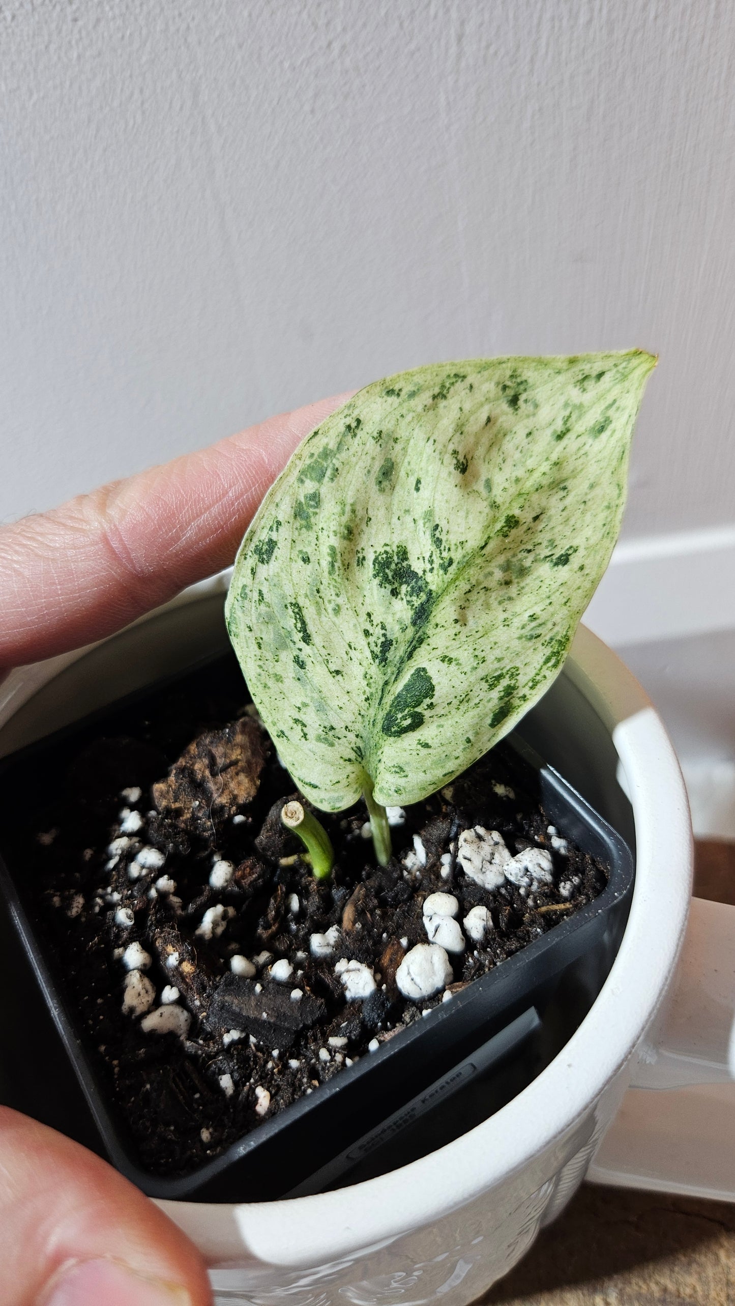 Scindapsus Keraton (SCI-1085)