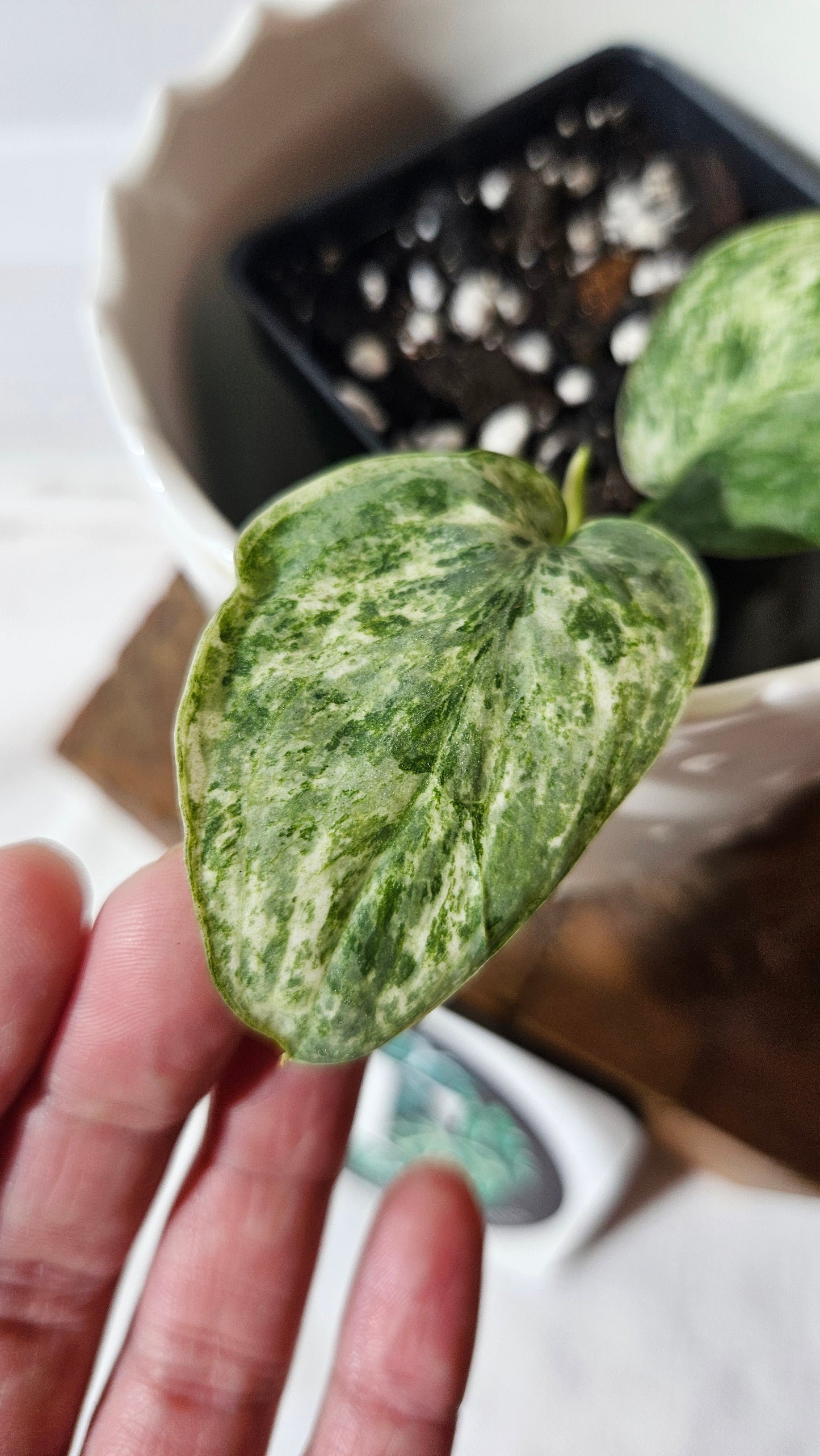 Scindapsus Silver Cloud variegata (SCI-1026)