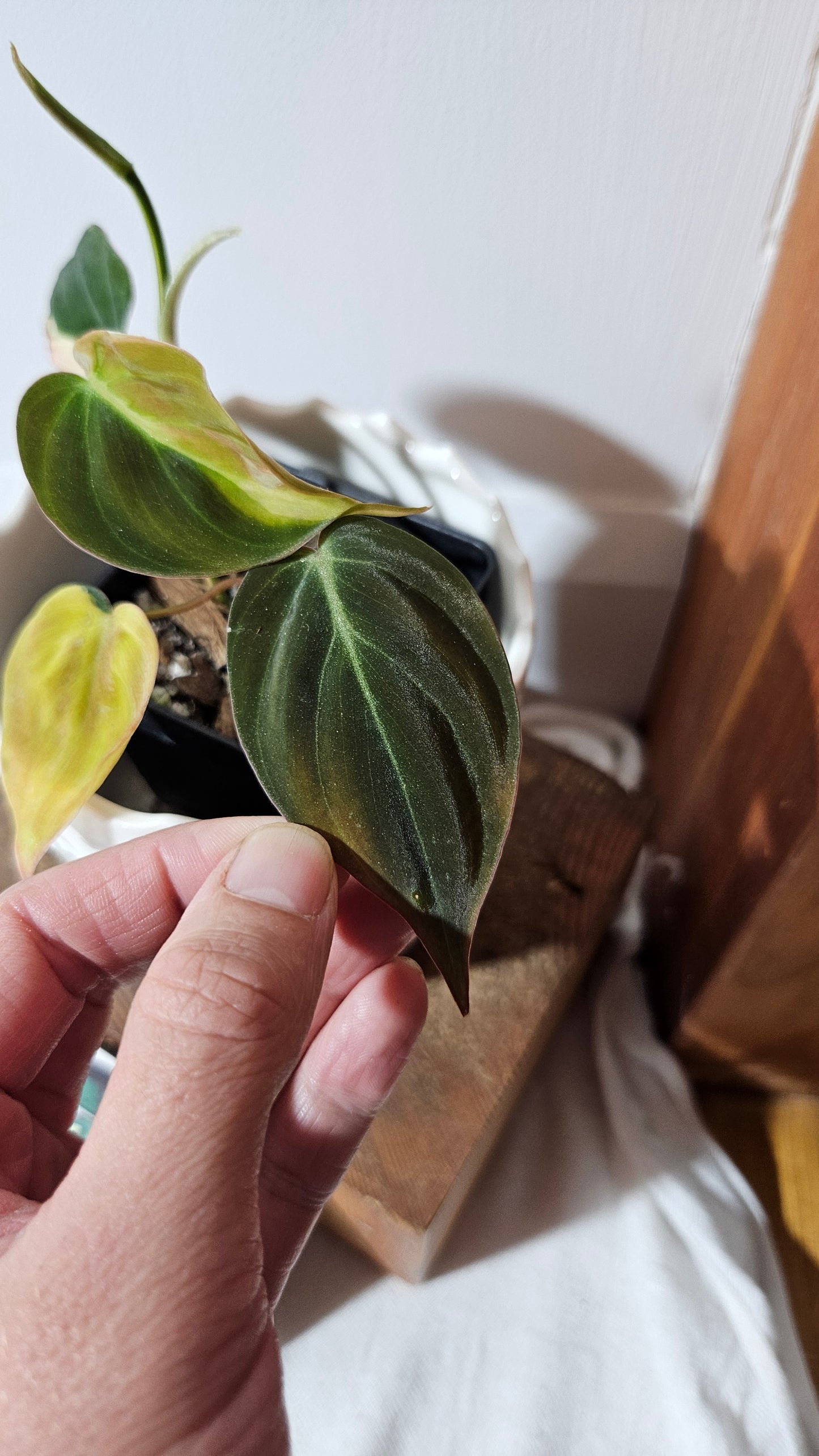 Philodendron Mican Variegata (PHI-842)