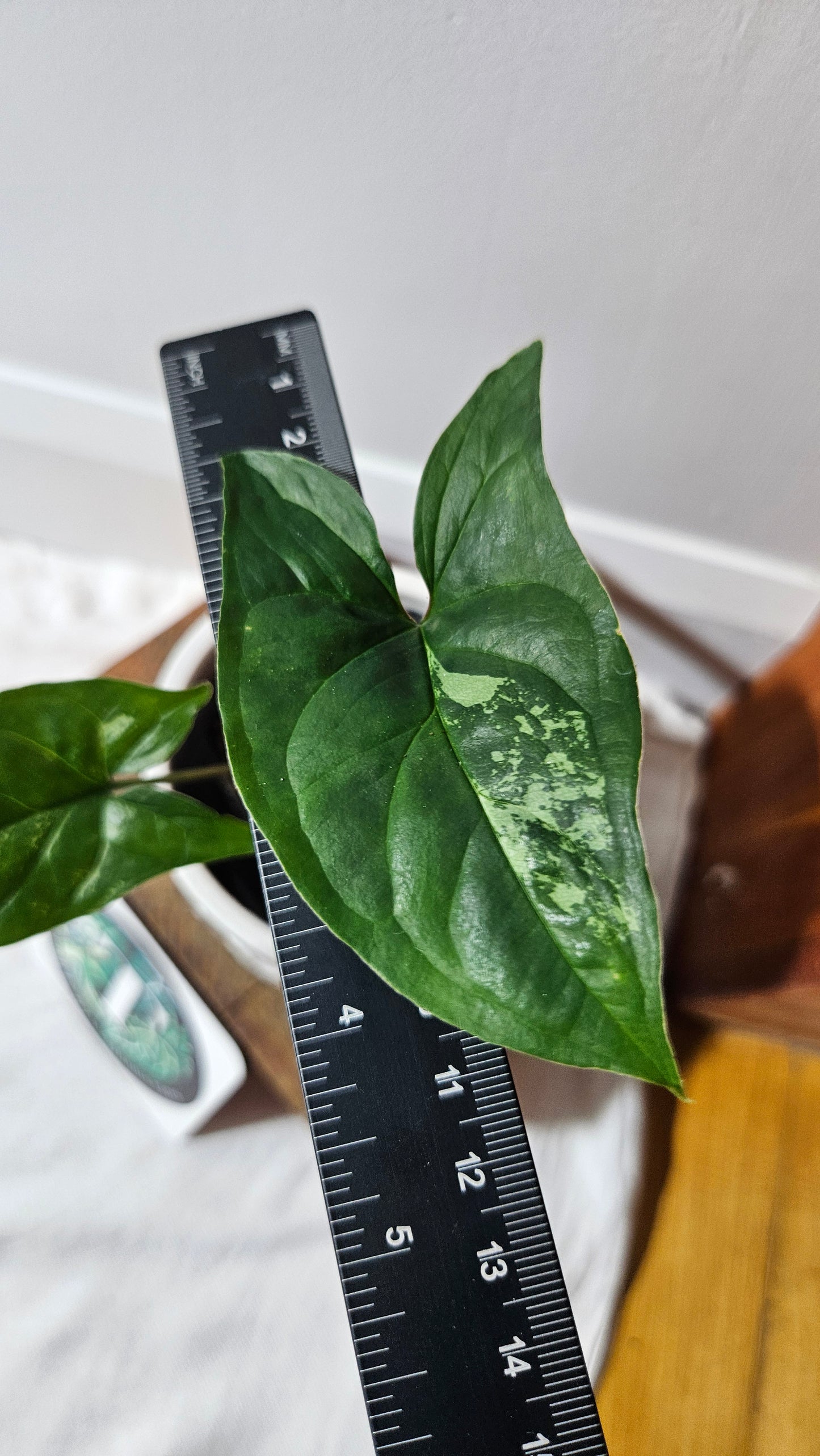 Syngonium Albo (SYN-469)