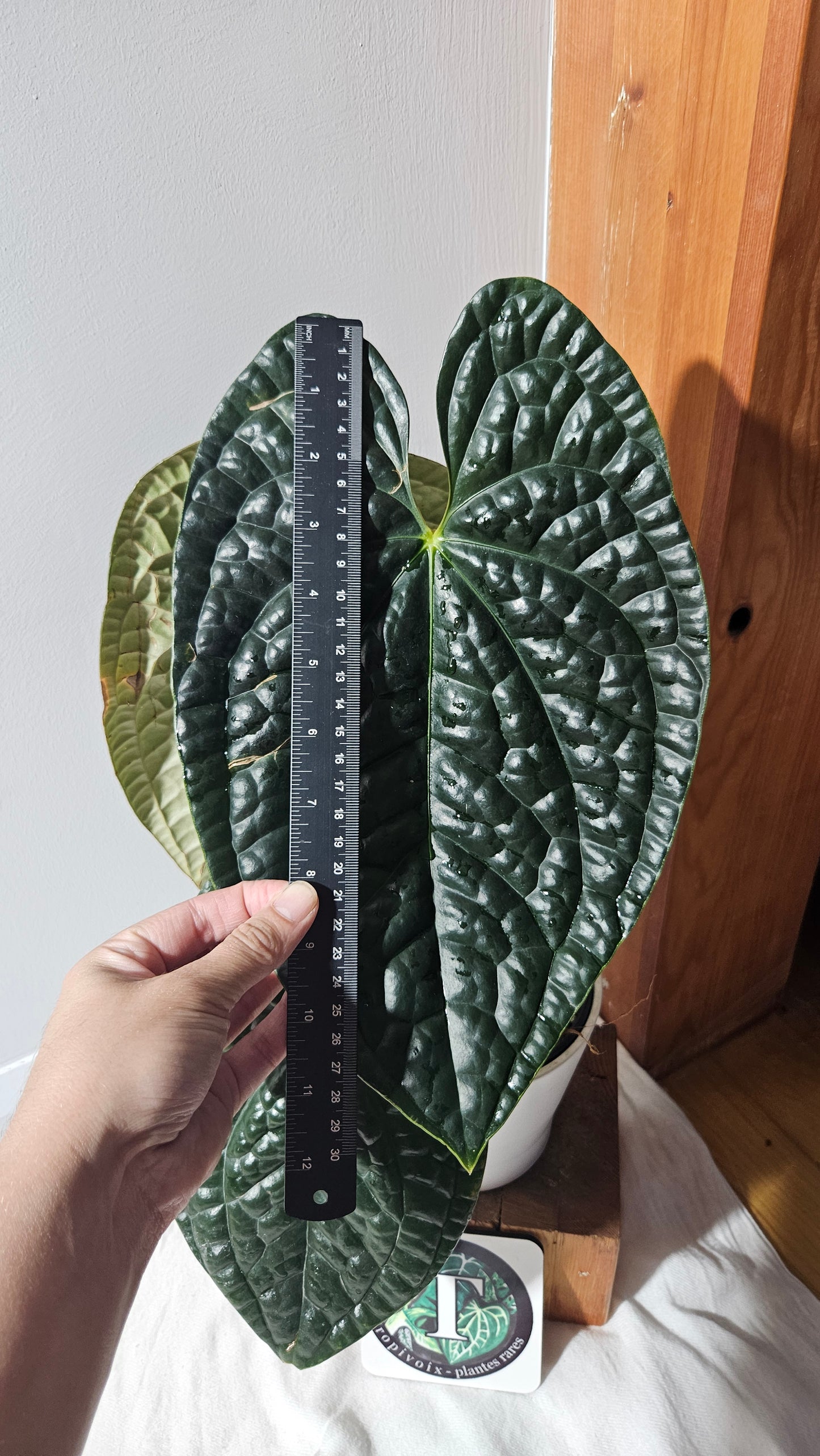 Anthurium Luxurians Dark "format XLARGE" (ANT-488)