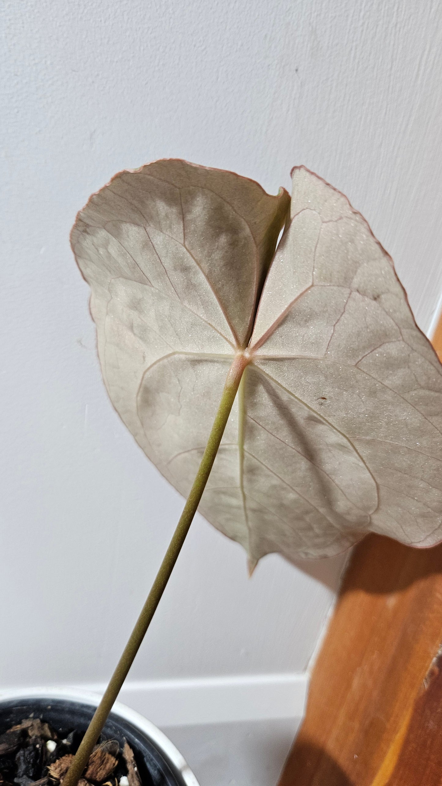 Anthurium Dressleri × Hoffmanii "format LARGE" (ANT-523)