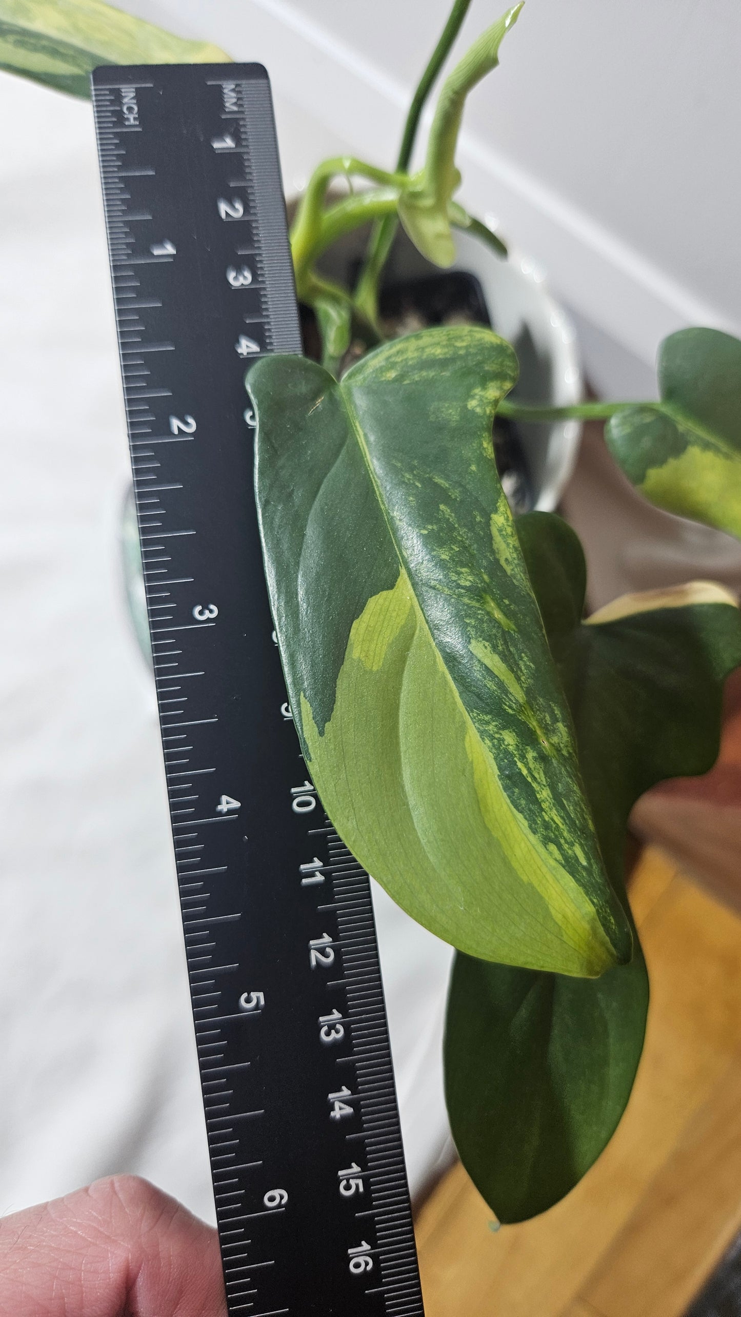 Philodendron Violin Variegata (PHI-584)