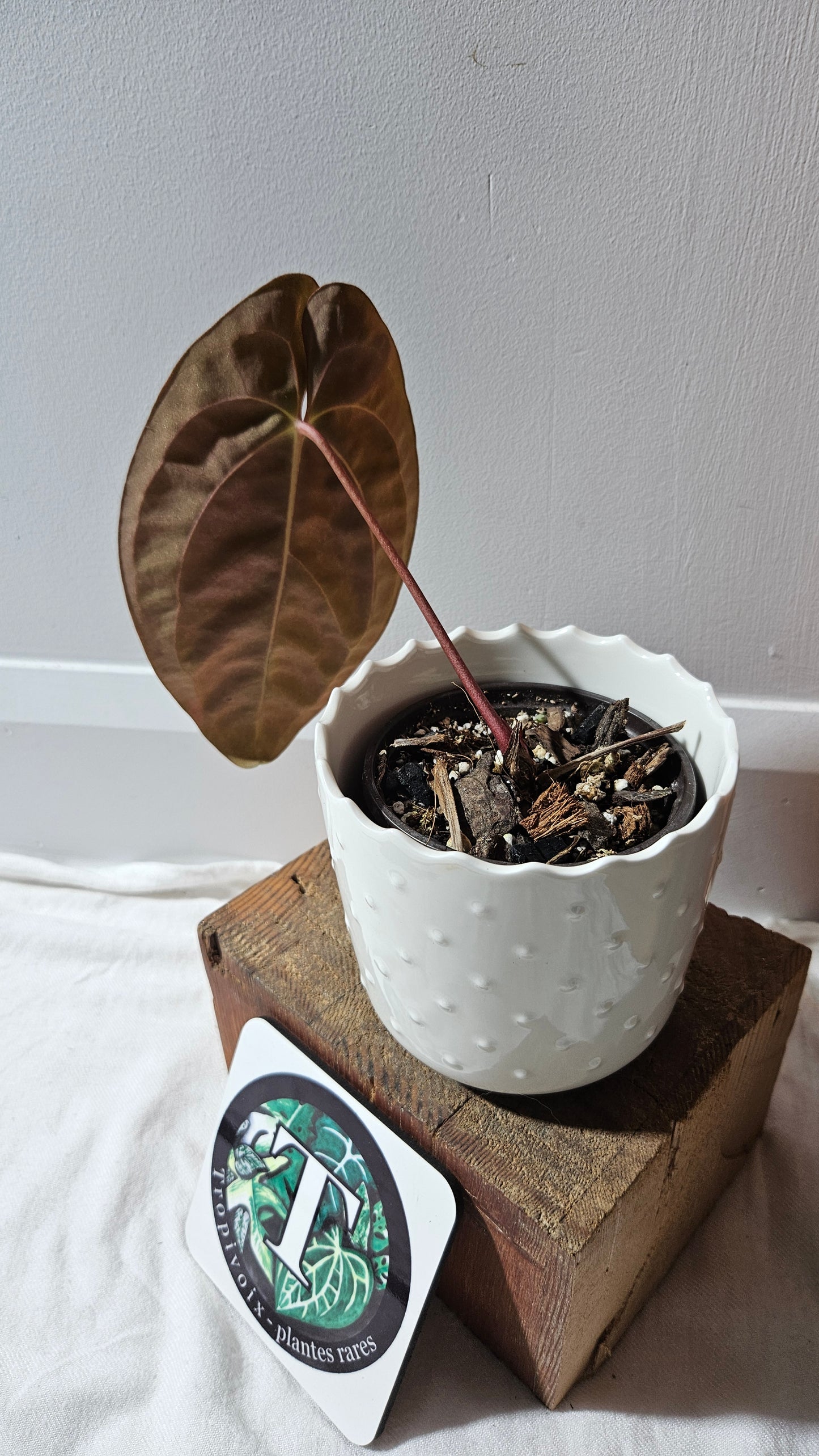 Anthurium Papillilaminum (d'équateur) "format MOYEN" (ANT-440)