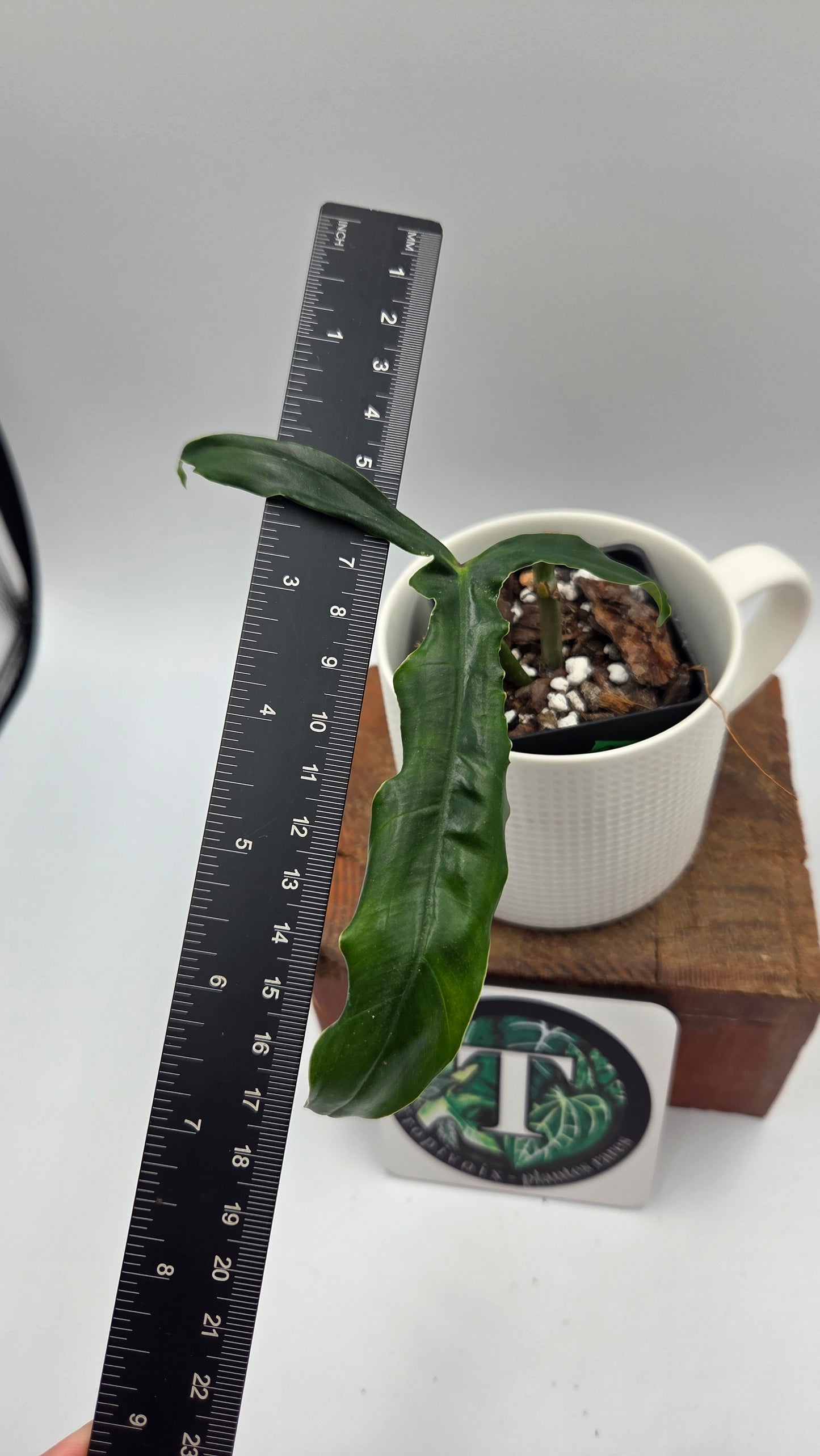Philodendron Lavinia /(Paloraense cf X Tortum) (PHI-1078)