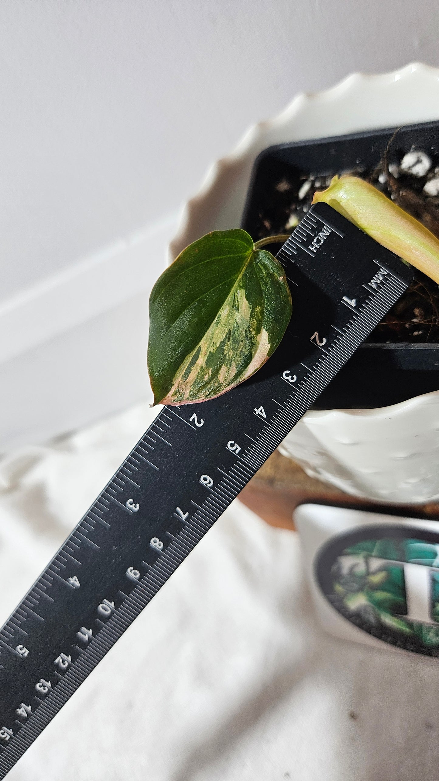Philodendron Mican Variegata (PHI-789)