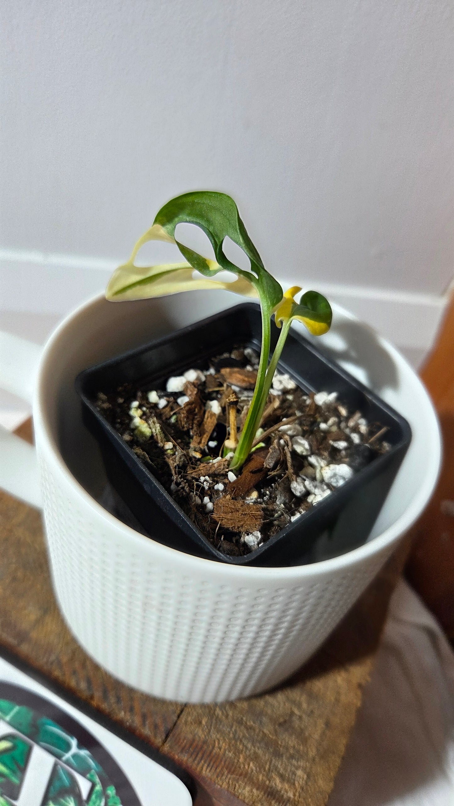 Monstera Andasonii Tricolore (MON-492)