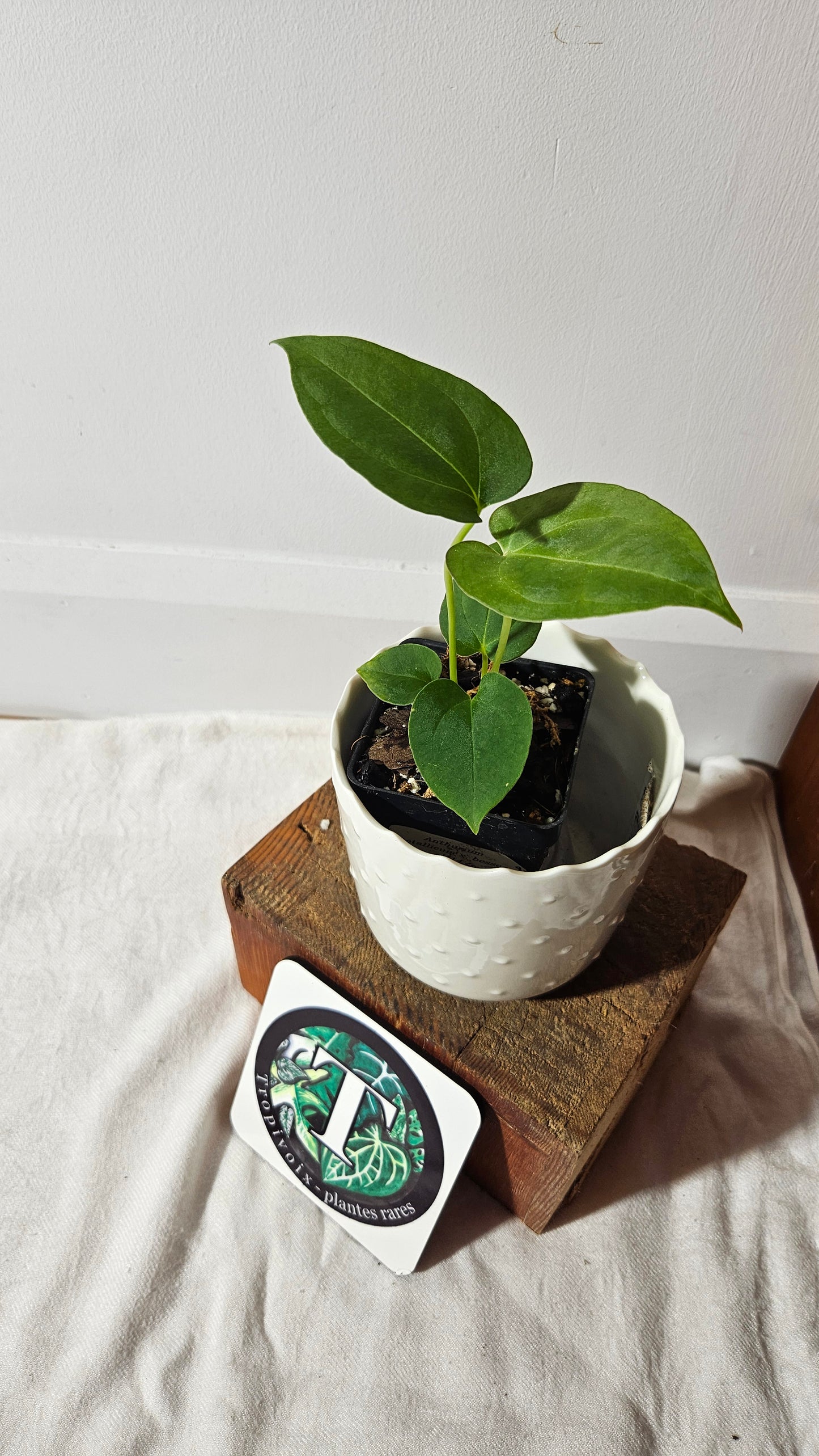 Anthurium Metallicum X Besseae "Format PETIT" (ANT-411)