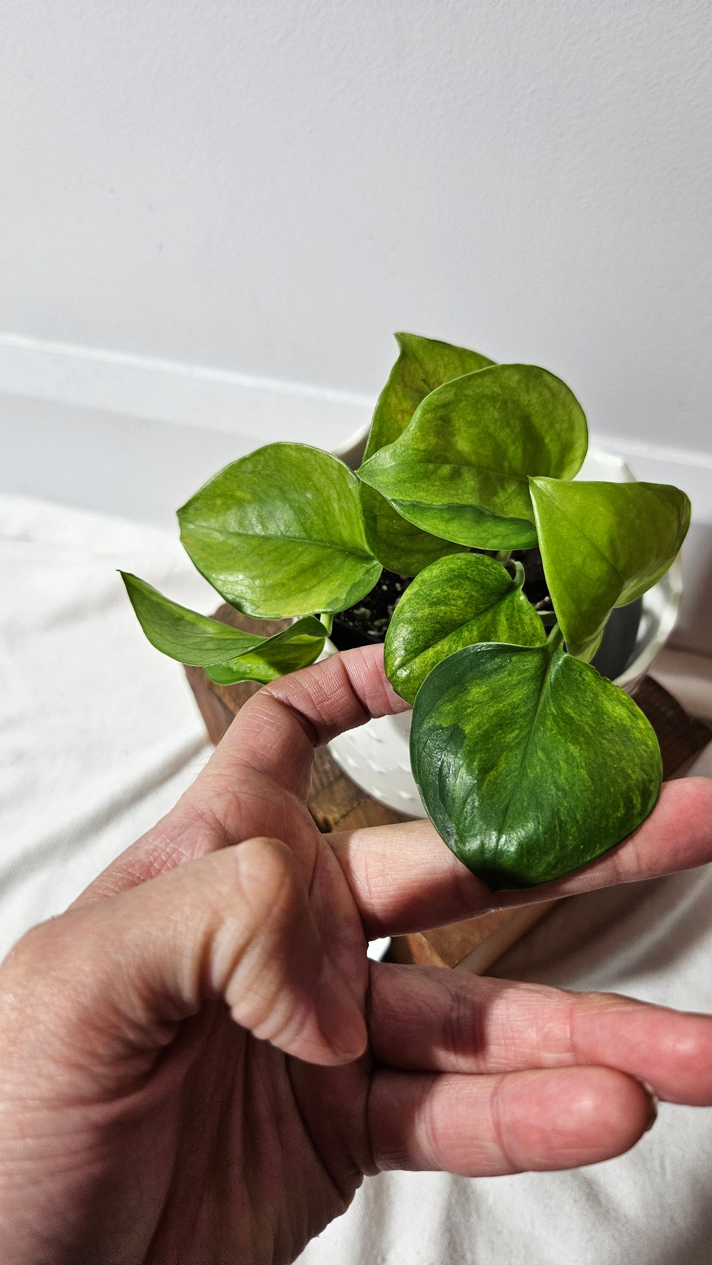 Epipremnum Aureum Manjula yellow/Olivia/Mint (EPI-213)