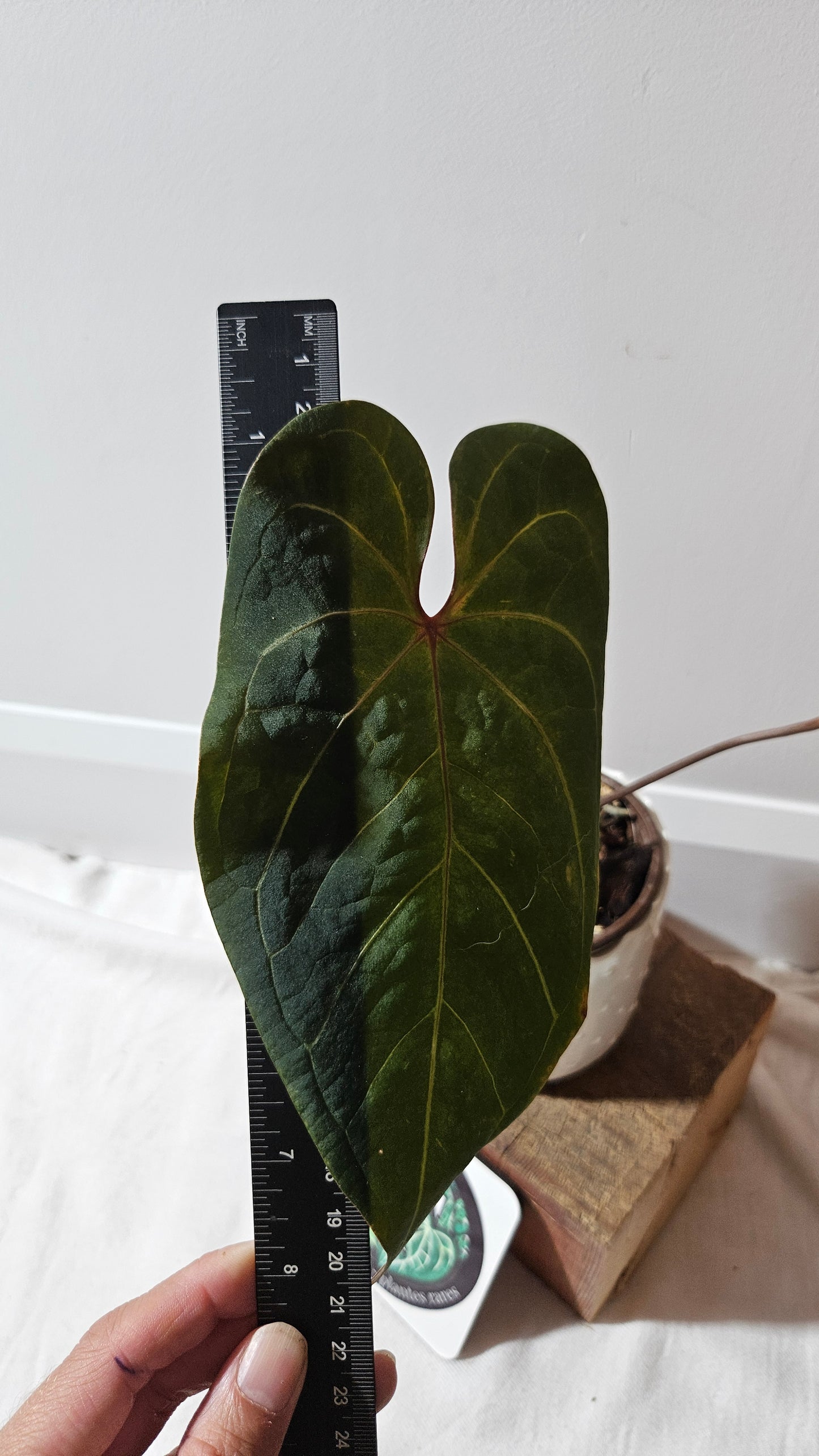 Anthurium Blue Papi x Red Spider "format MOYEN" (ANT-183)
