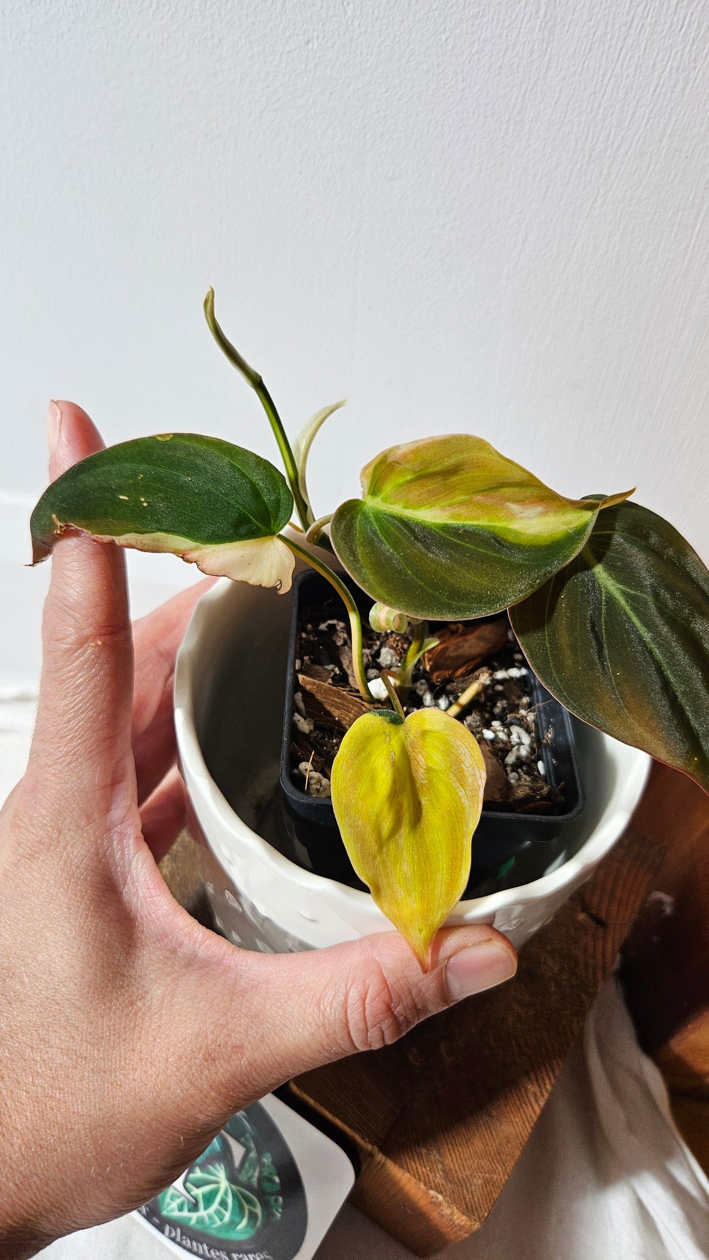 Philodendron Mican Variegata (PHI-842)