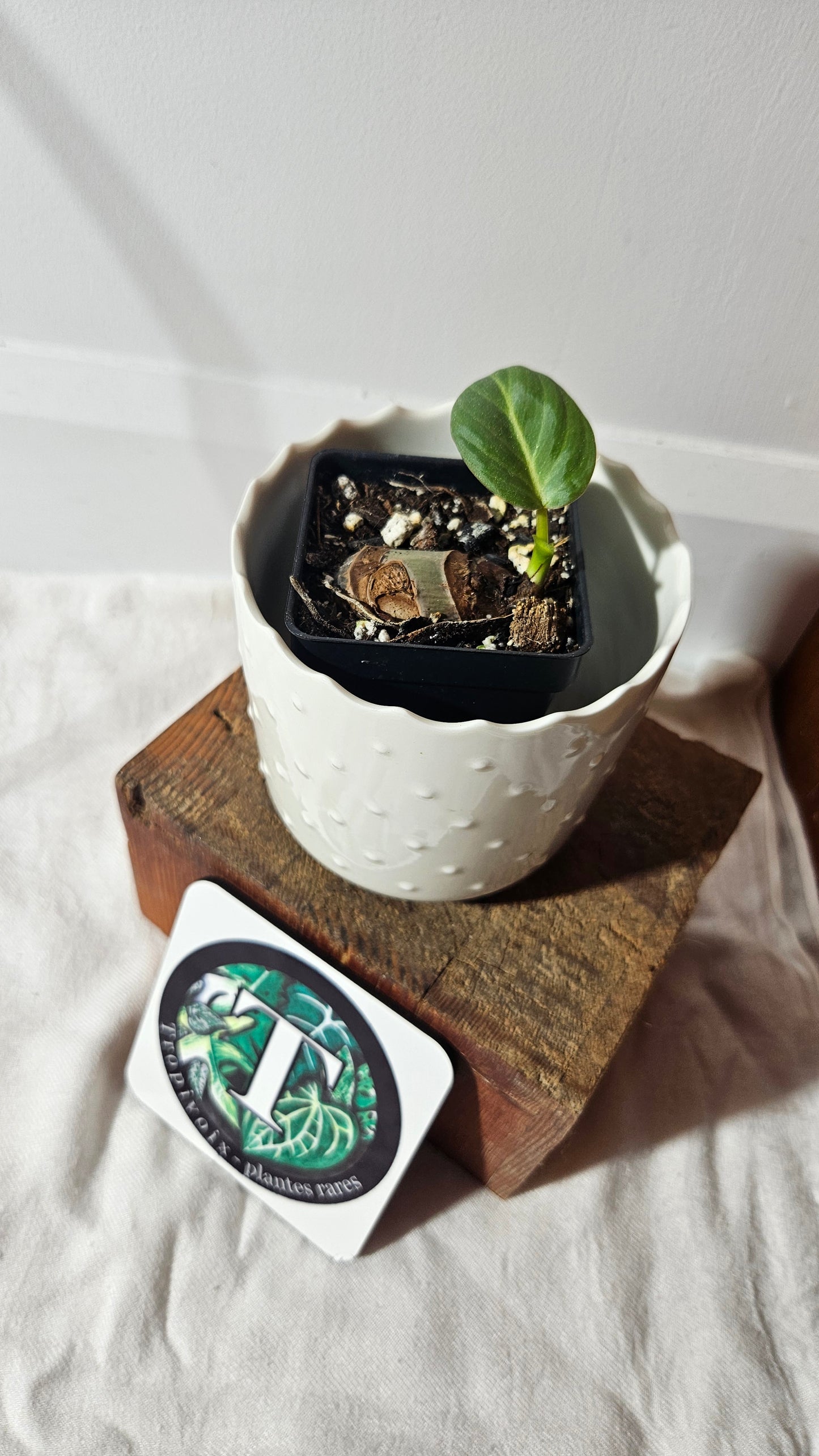 Philodendron Gloriosum Radiante (PHI-796)