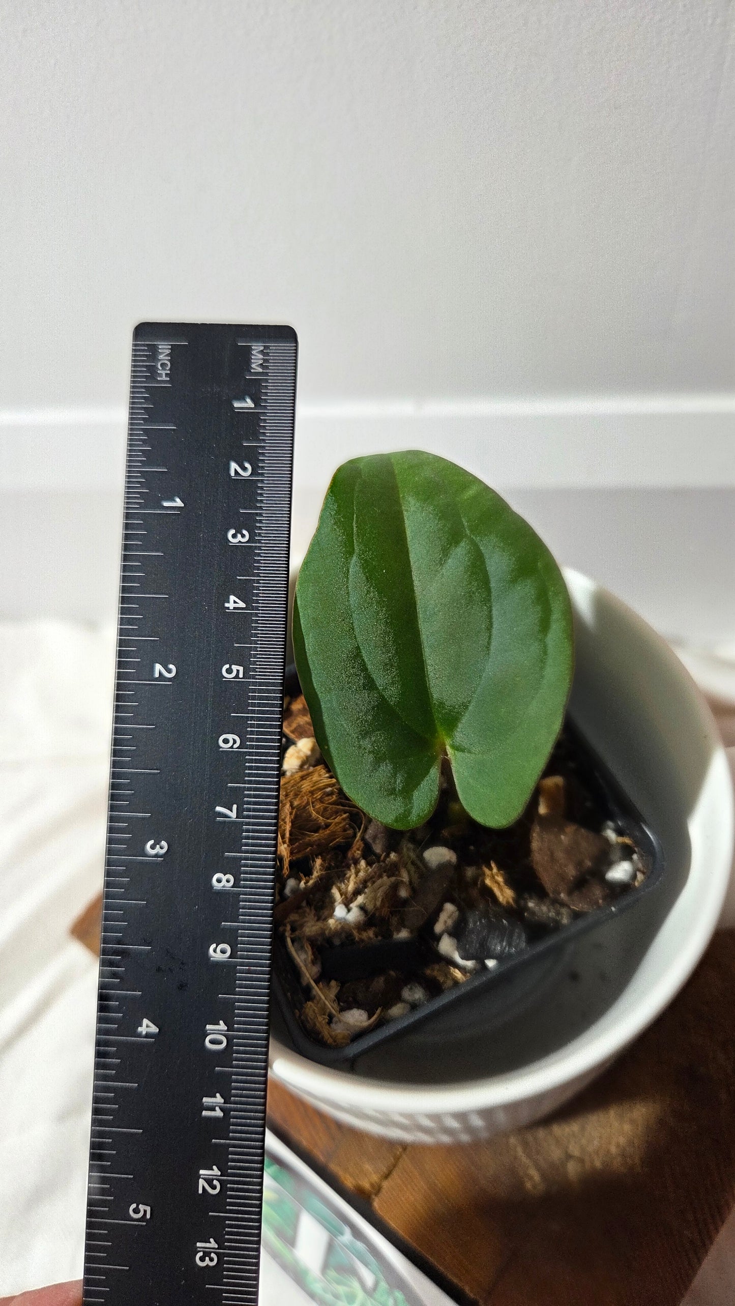 Anthurium Black Velvet Panama"format PETIT" (ANT-649)