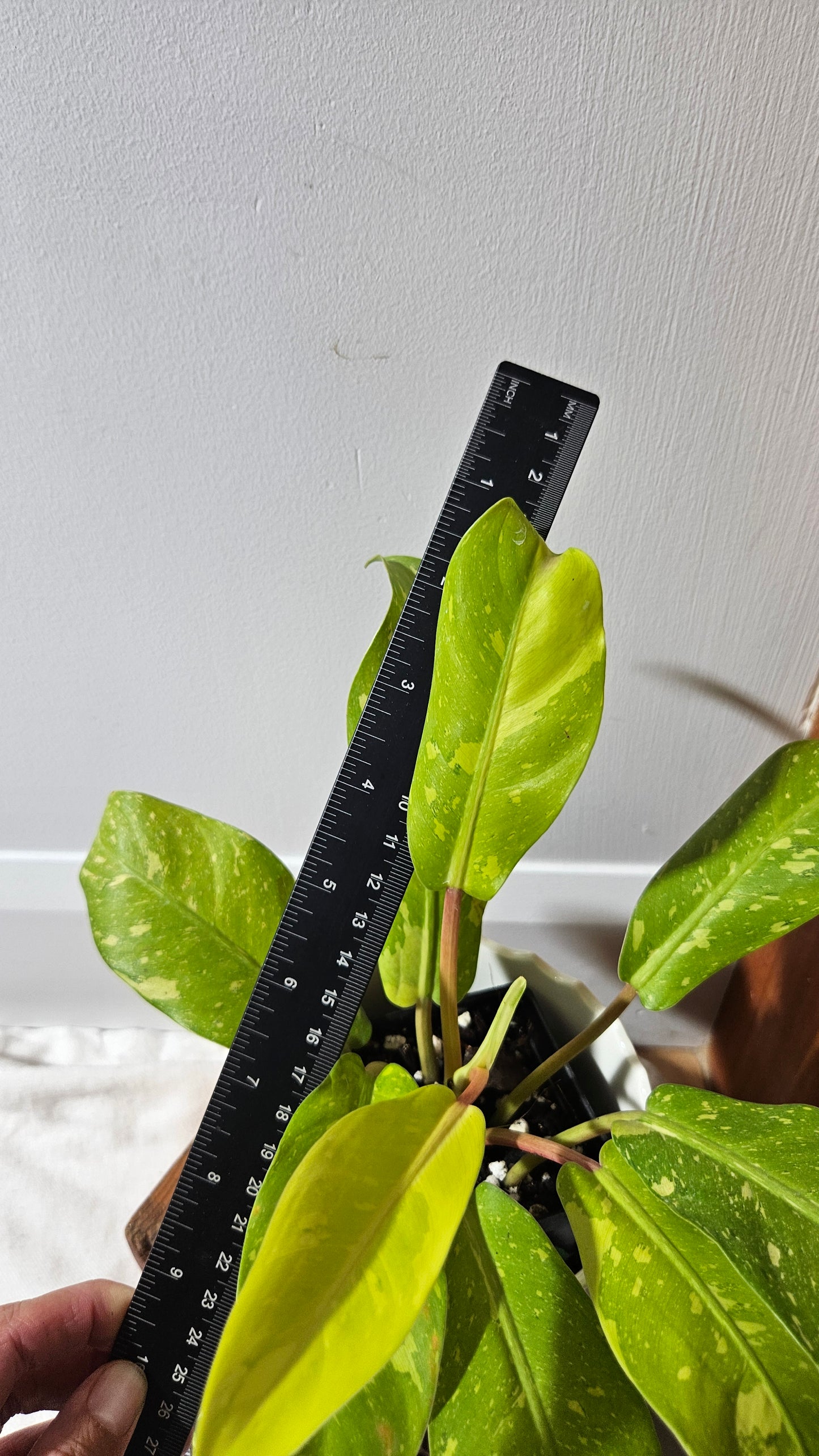 Philodendron Golden Goldness (PHI-919)