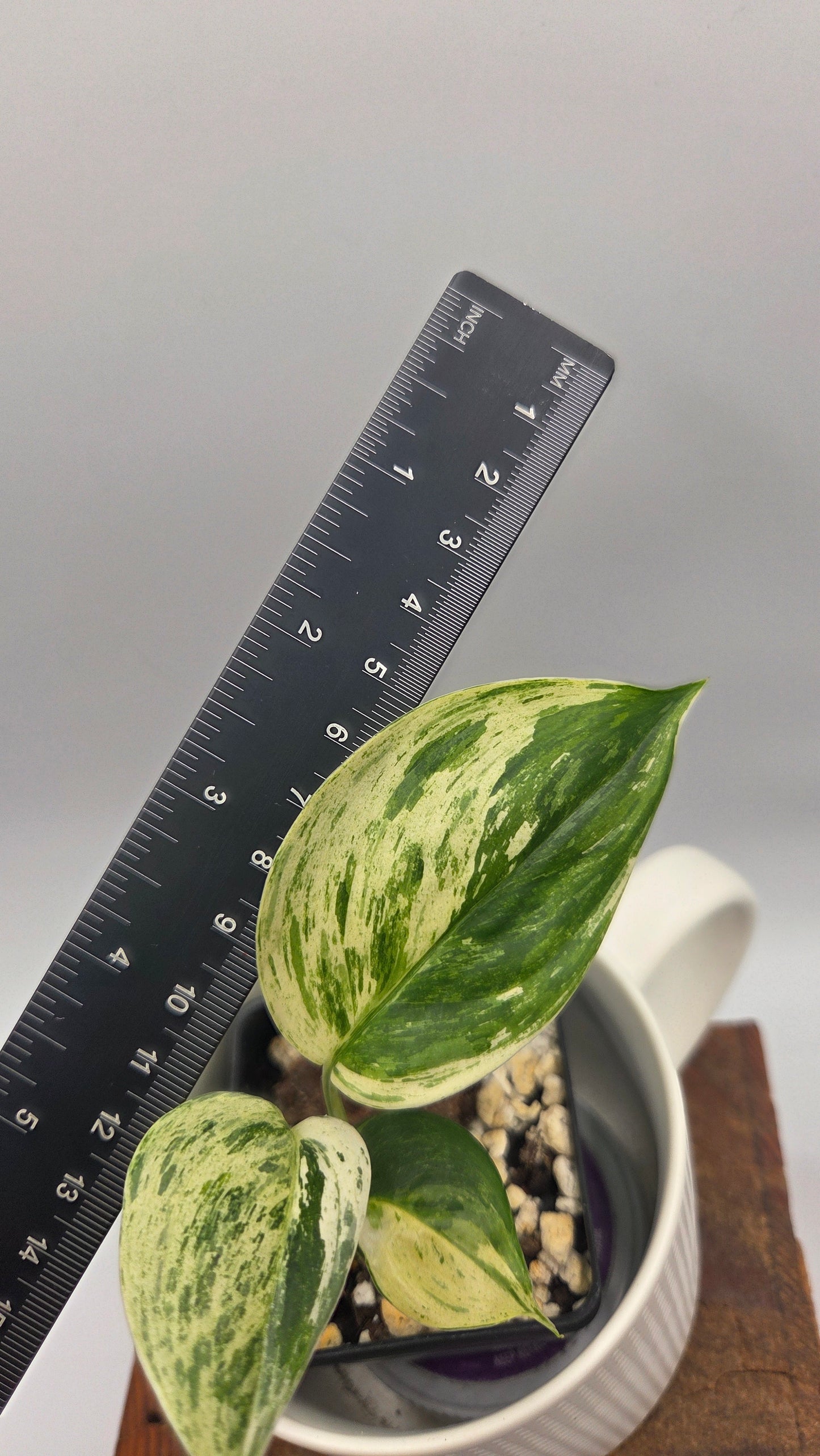 Scindapsus Blue Salaka Tricolore (SCI-1474)