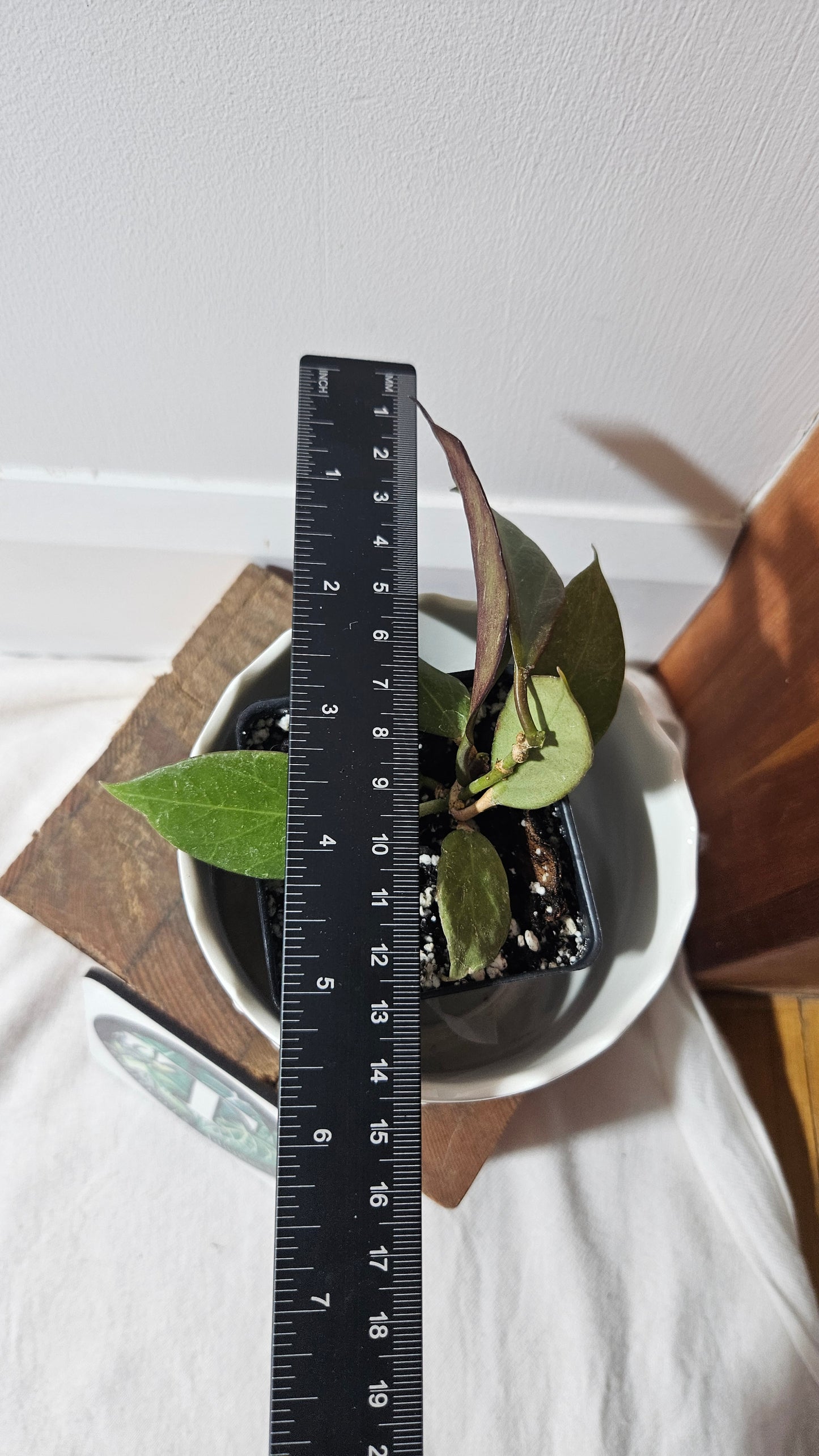 Hoya Sunrise (HOY-022)