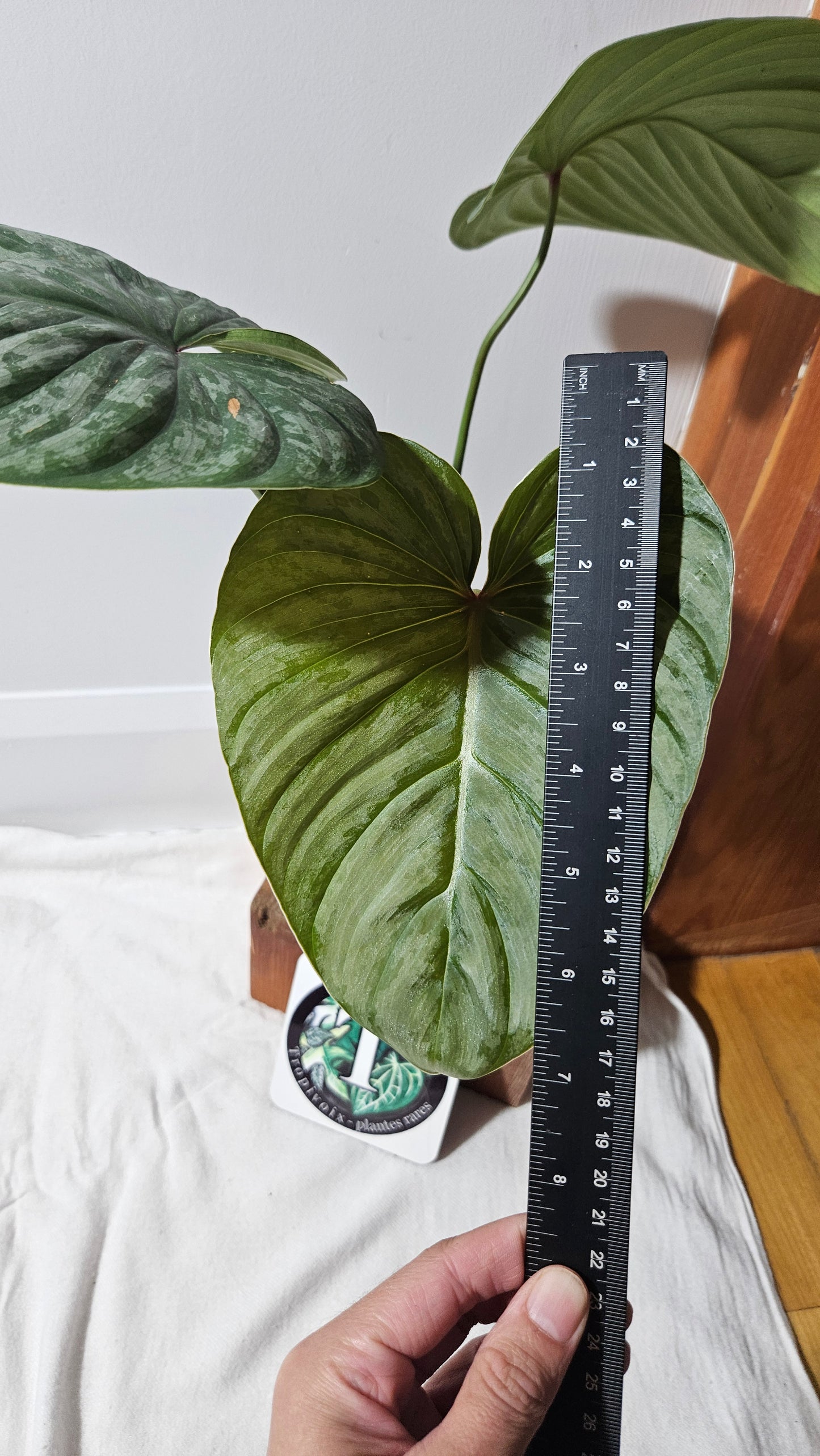 Philodendron Mamei X Lynamii (PHI-937)