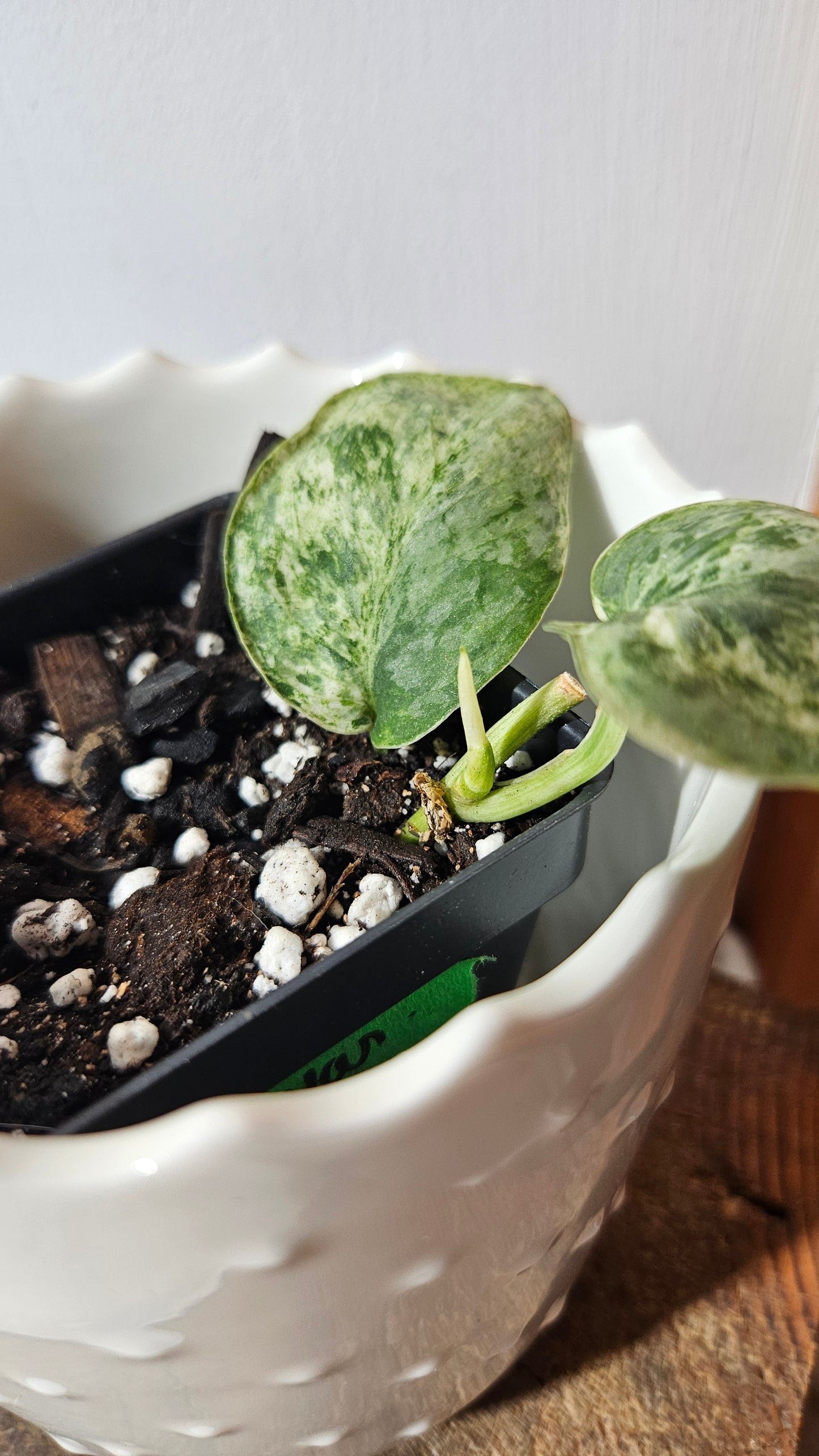 Scindapsus Silver Cloud variegata (SCI-1026)
