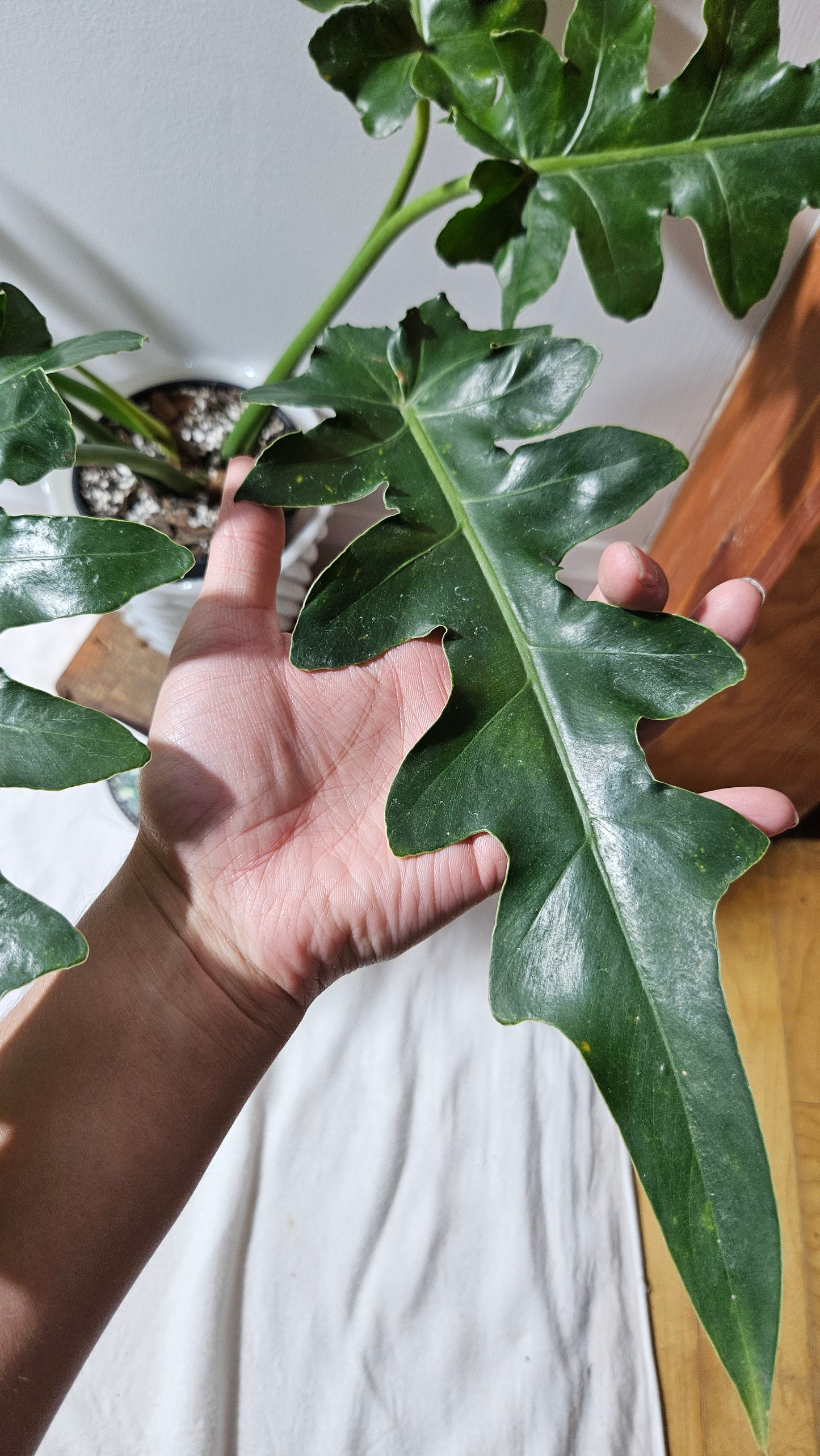 Philodendron Bob Cee (PHI-895)