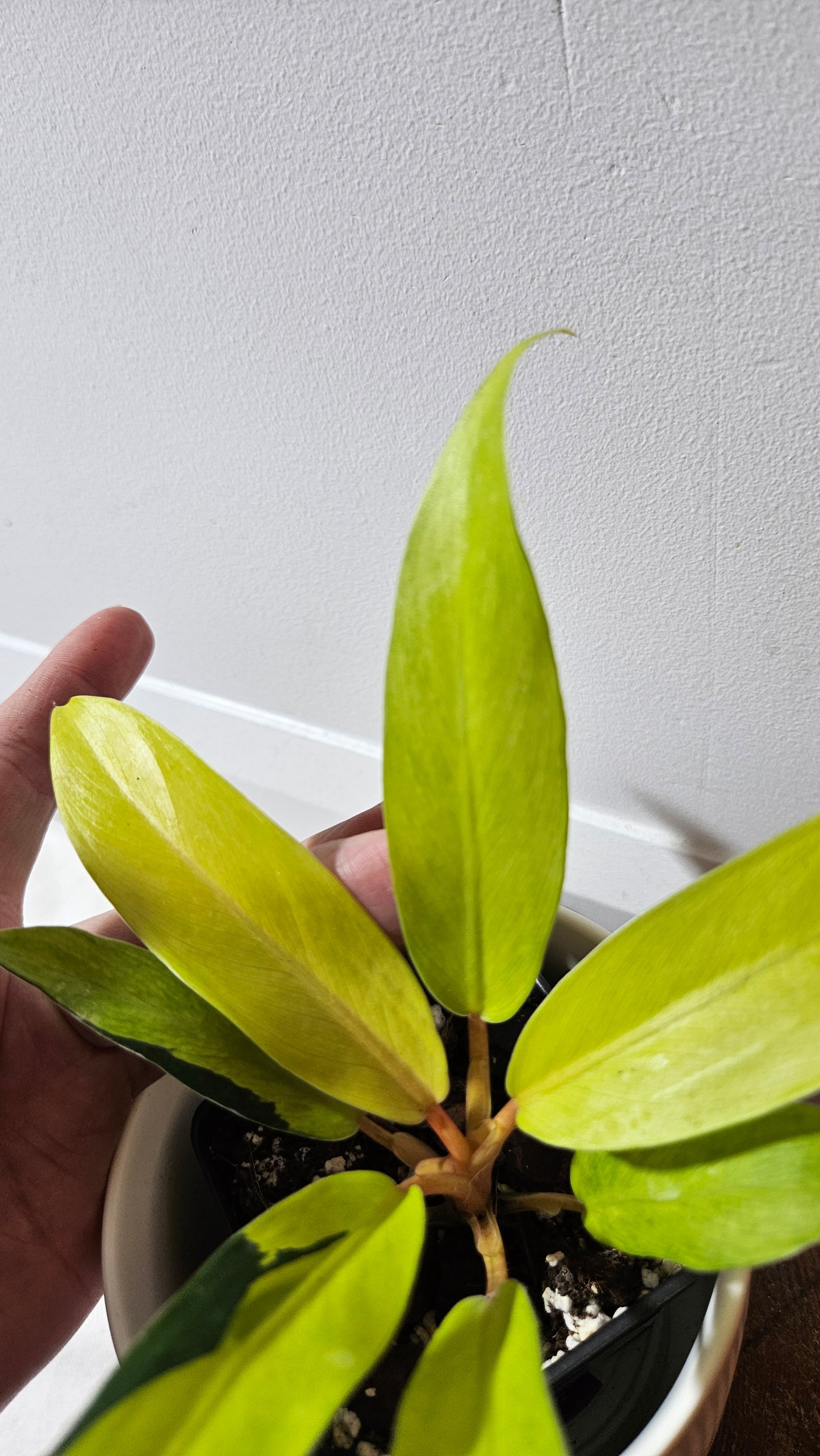 Philodendron Thai Sunrise (PHI-952)
