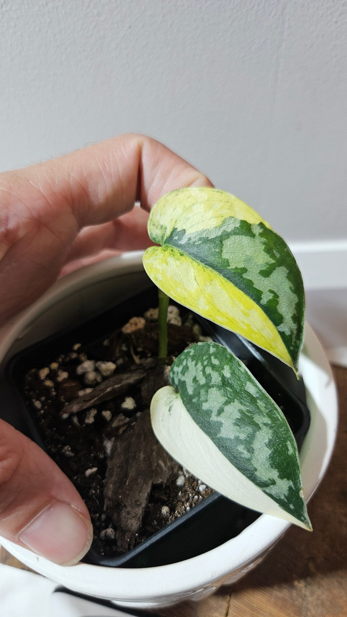 Scindapsus Mayari (SCI-1112)