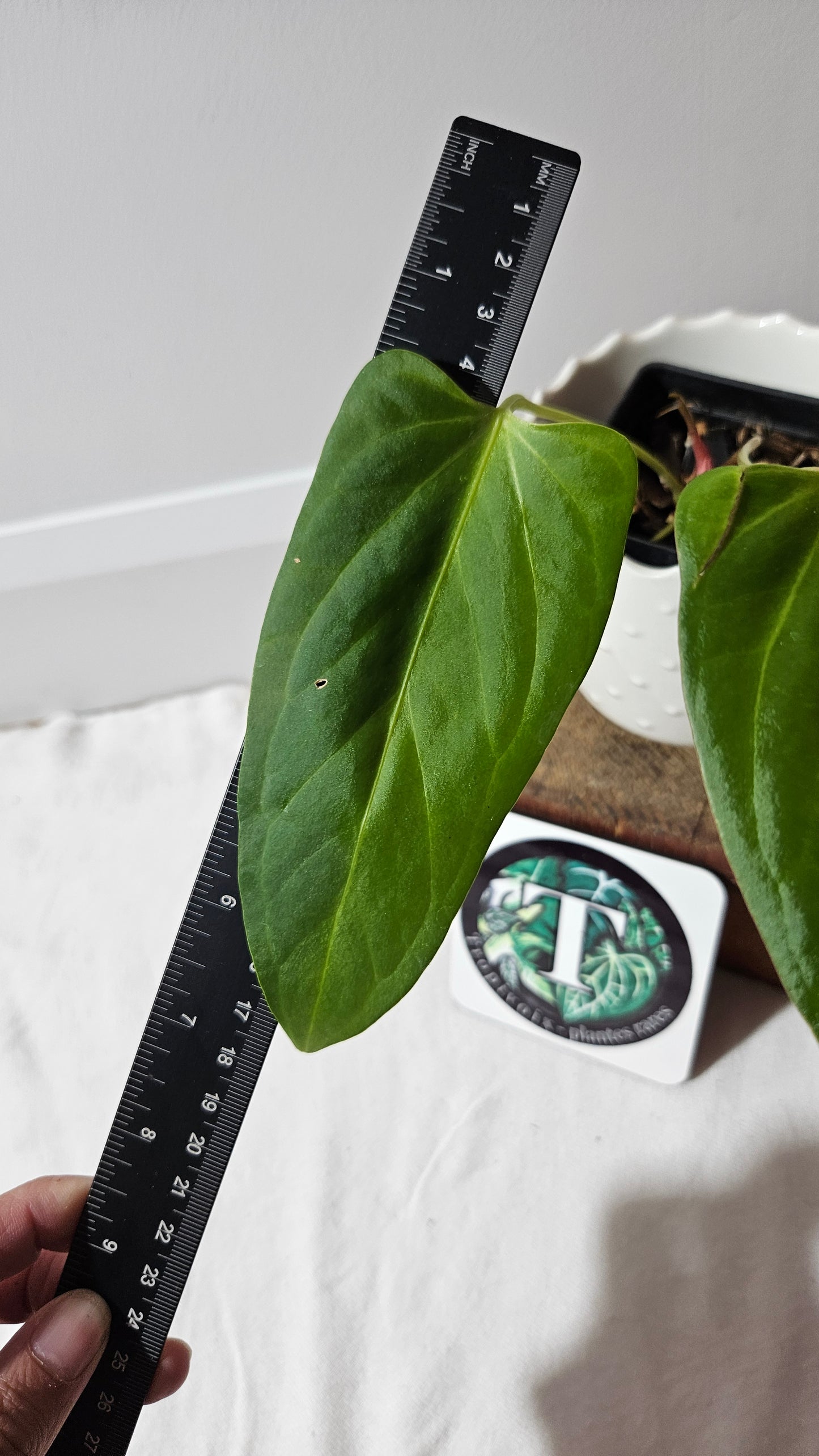 Anthurium Portillae Indo "SMALL format" (ANT-228)