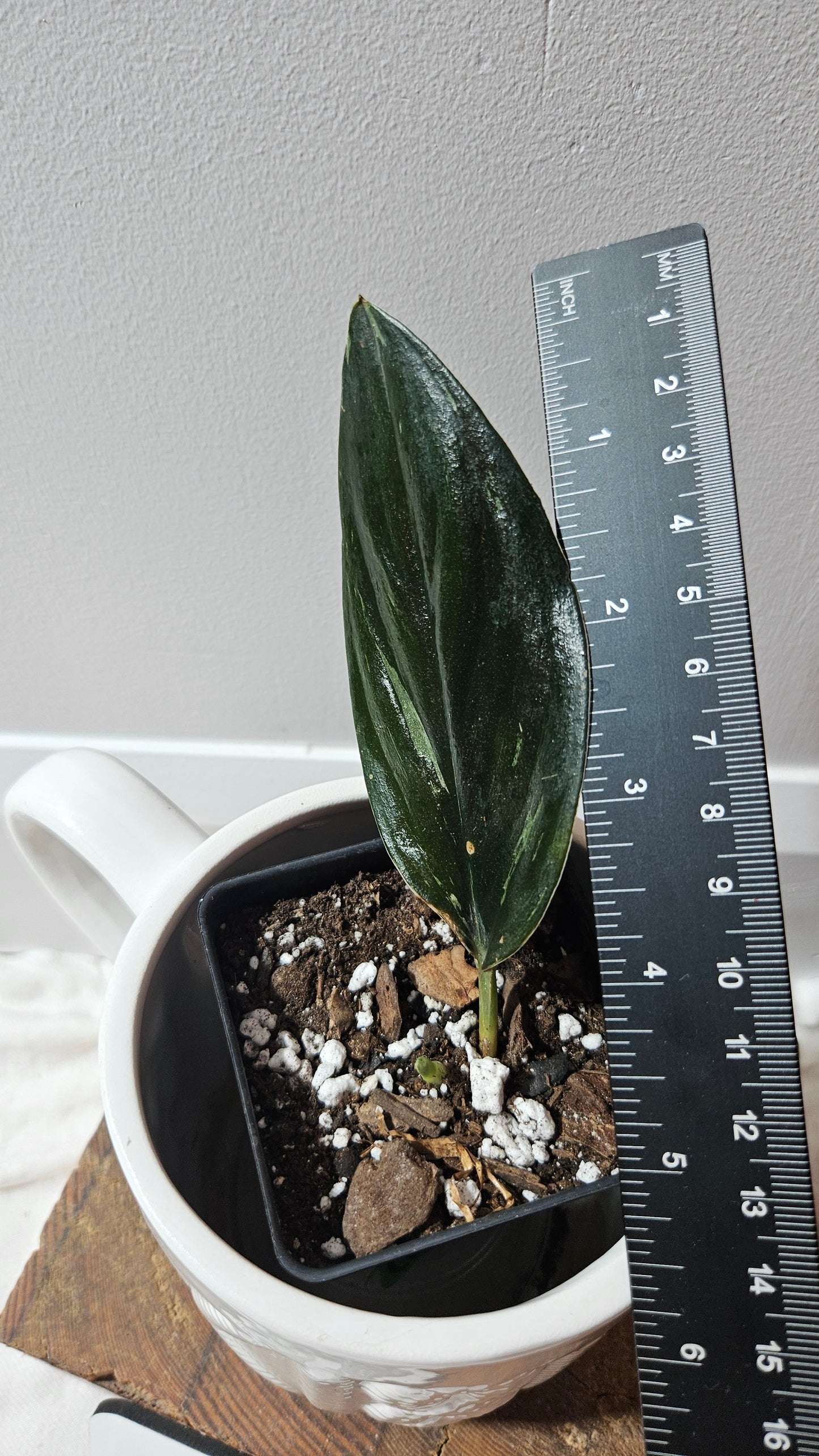 Scindapsus Treubii Dark Form silver (SCI-1198)