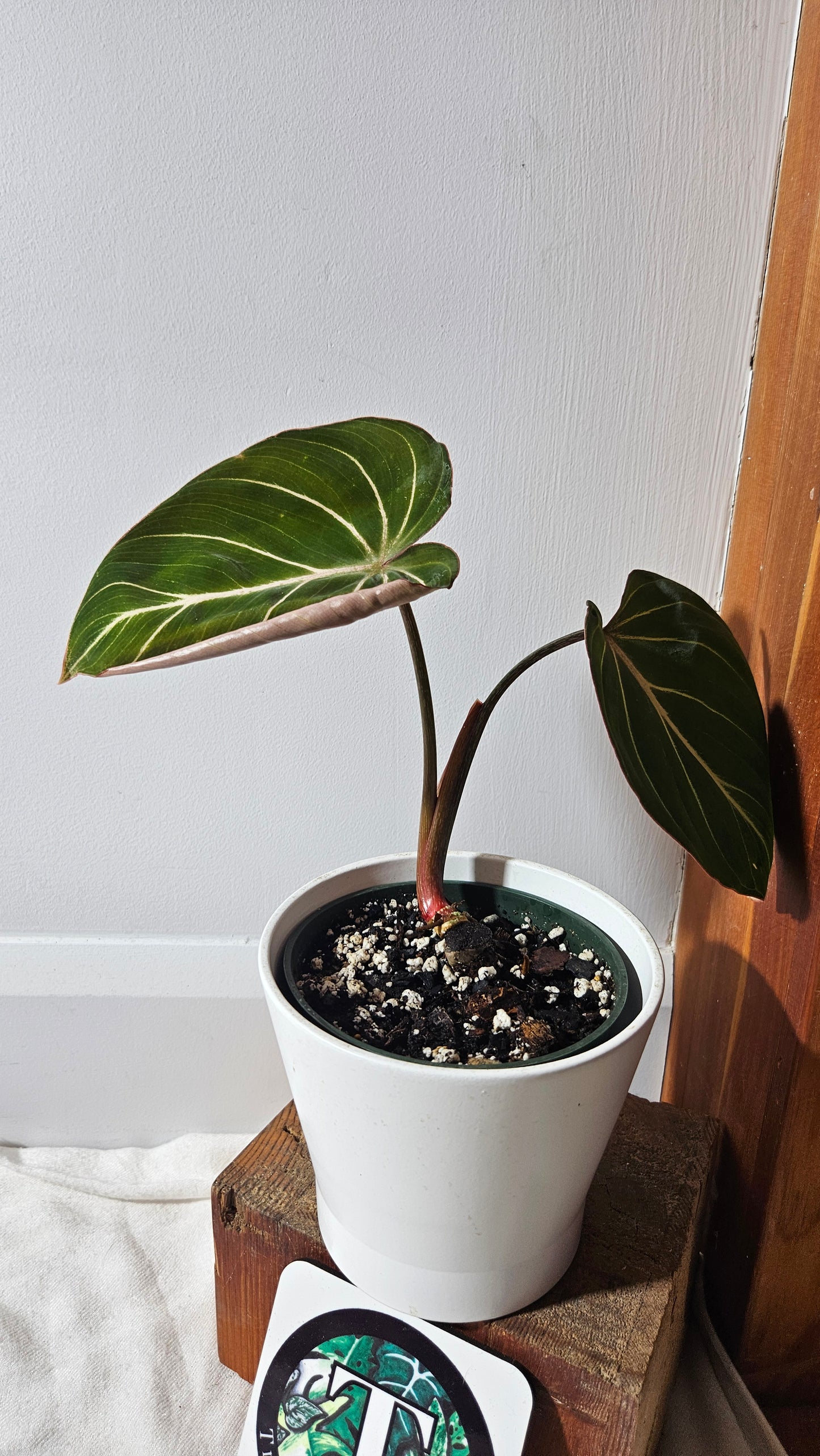 Philodendron Gloriosum Zebra (PHI-783)