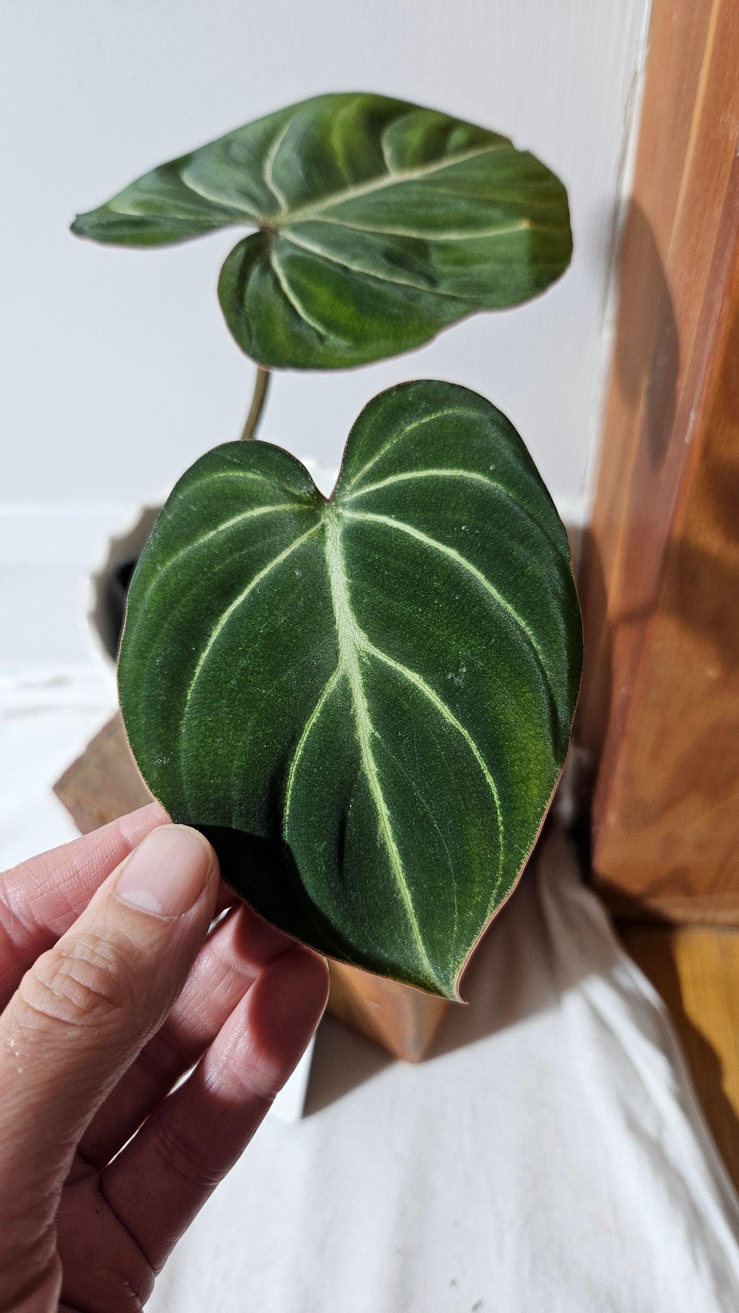 Philodendron Gloriosum Dark (PHI-832)