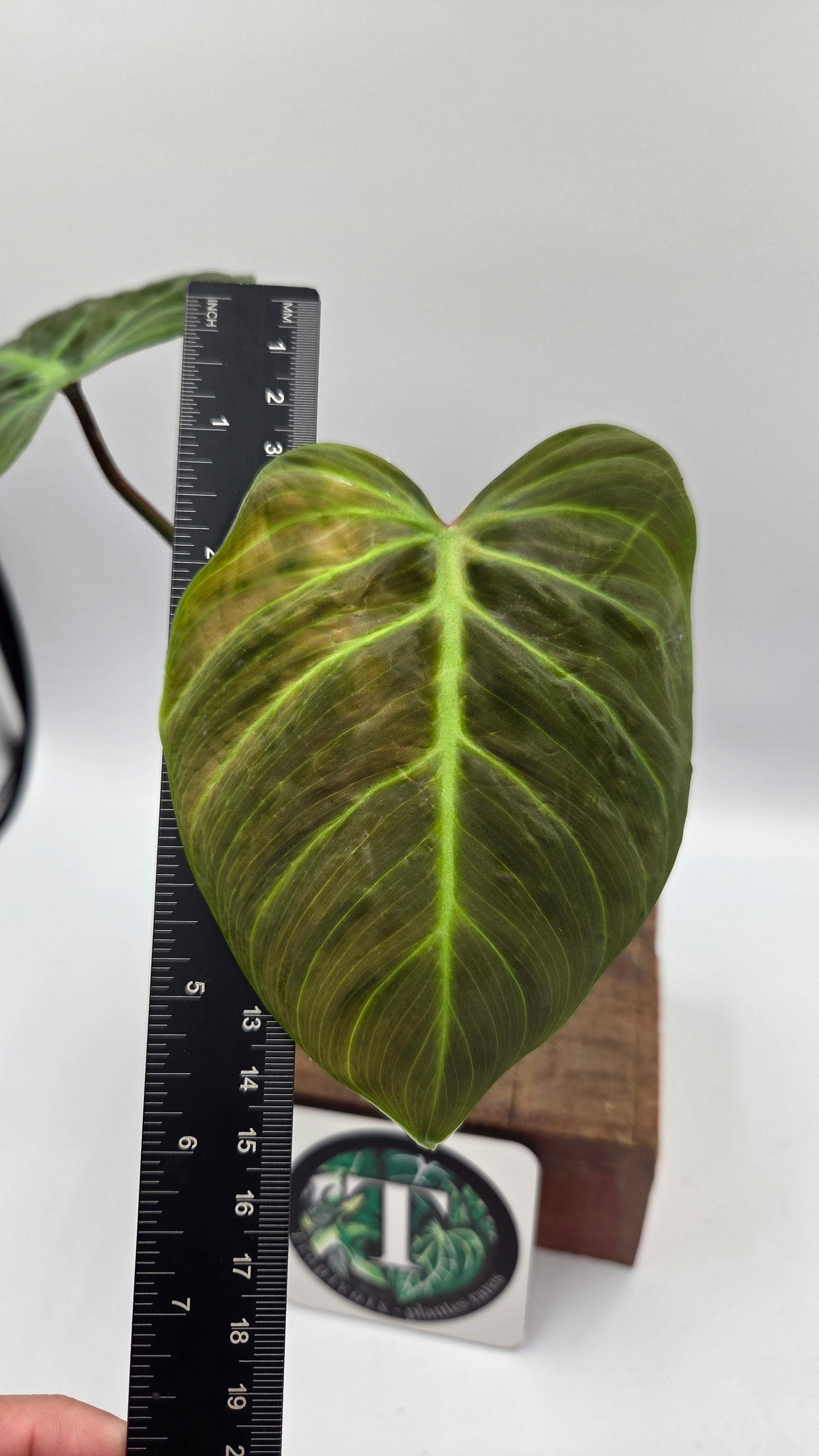 Philodendron Luxurians Choco Red (PHI-750)
