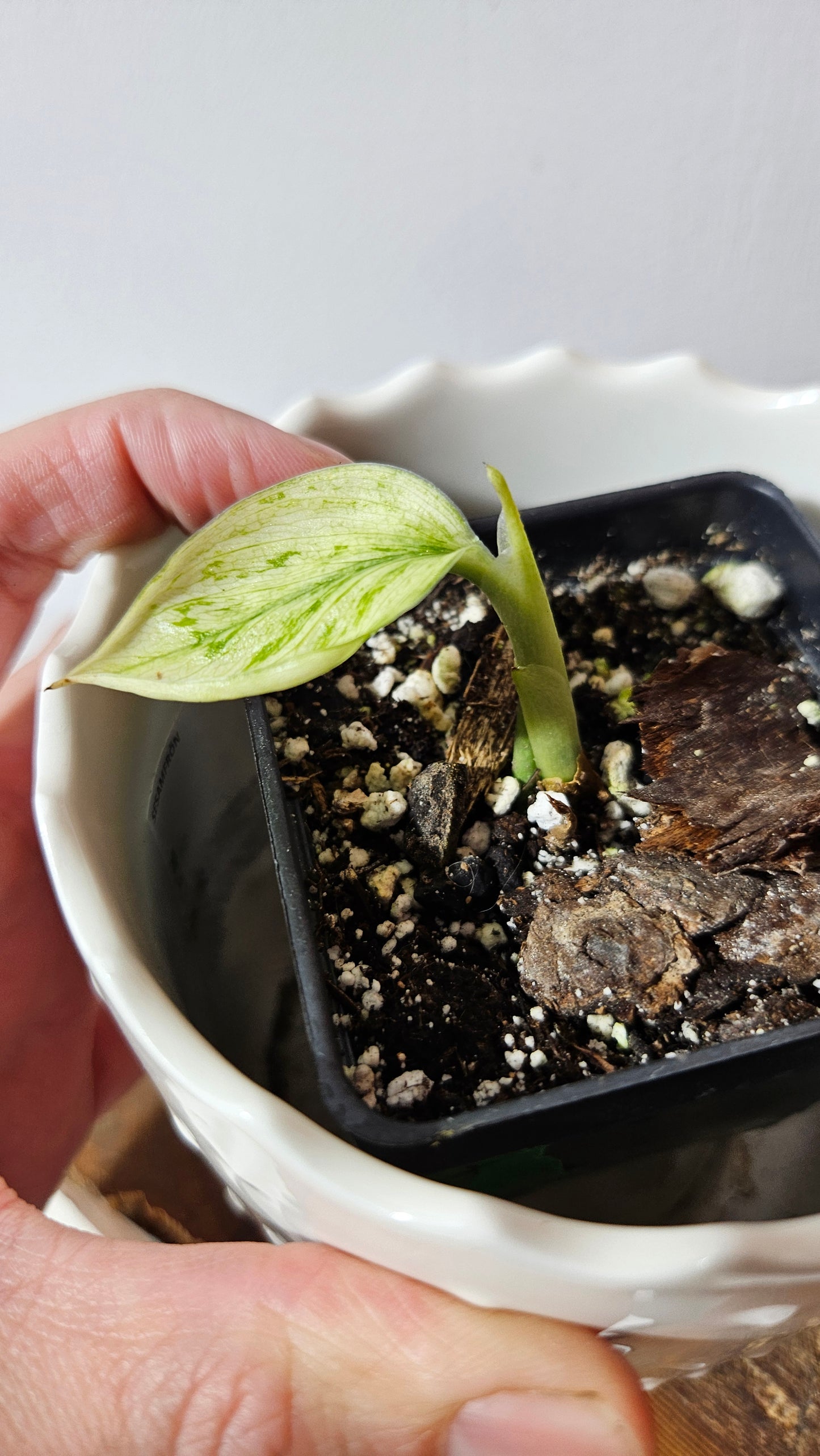 Scindapsus Treubii Bornéo Mint (SCI-875)