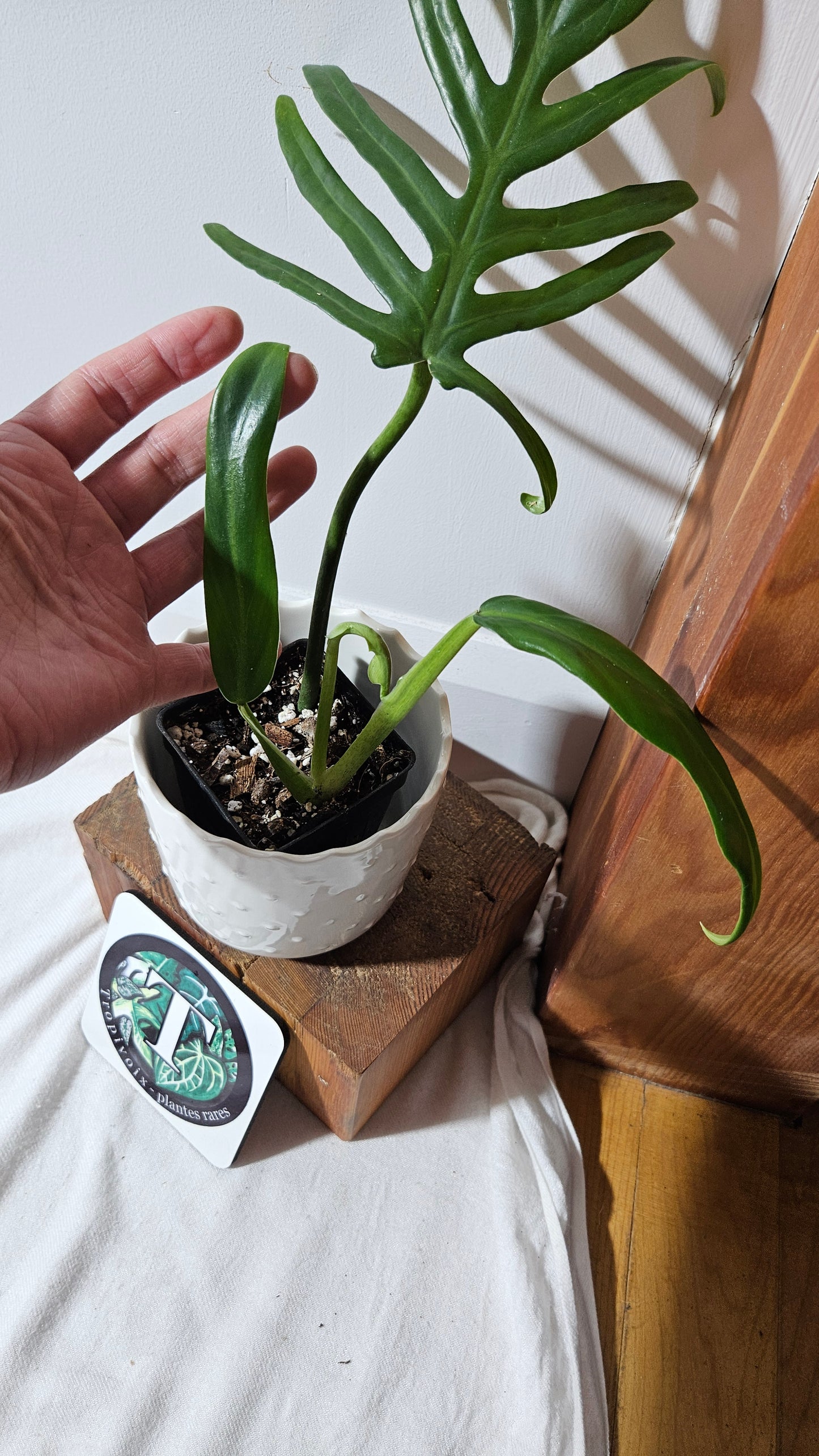 Philodendron Élégant (d'équateur)(PHI-838)
