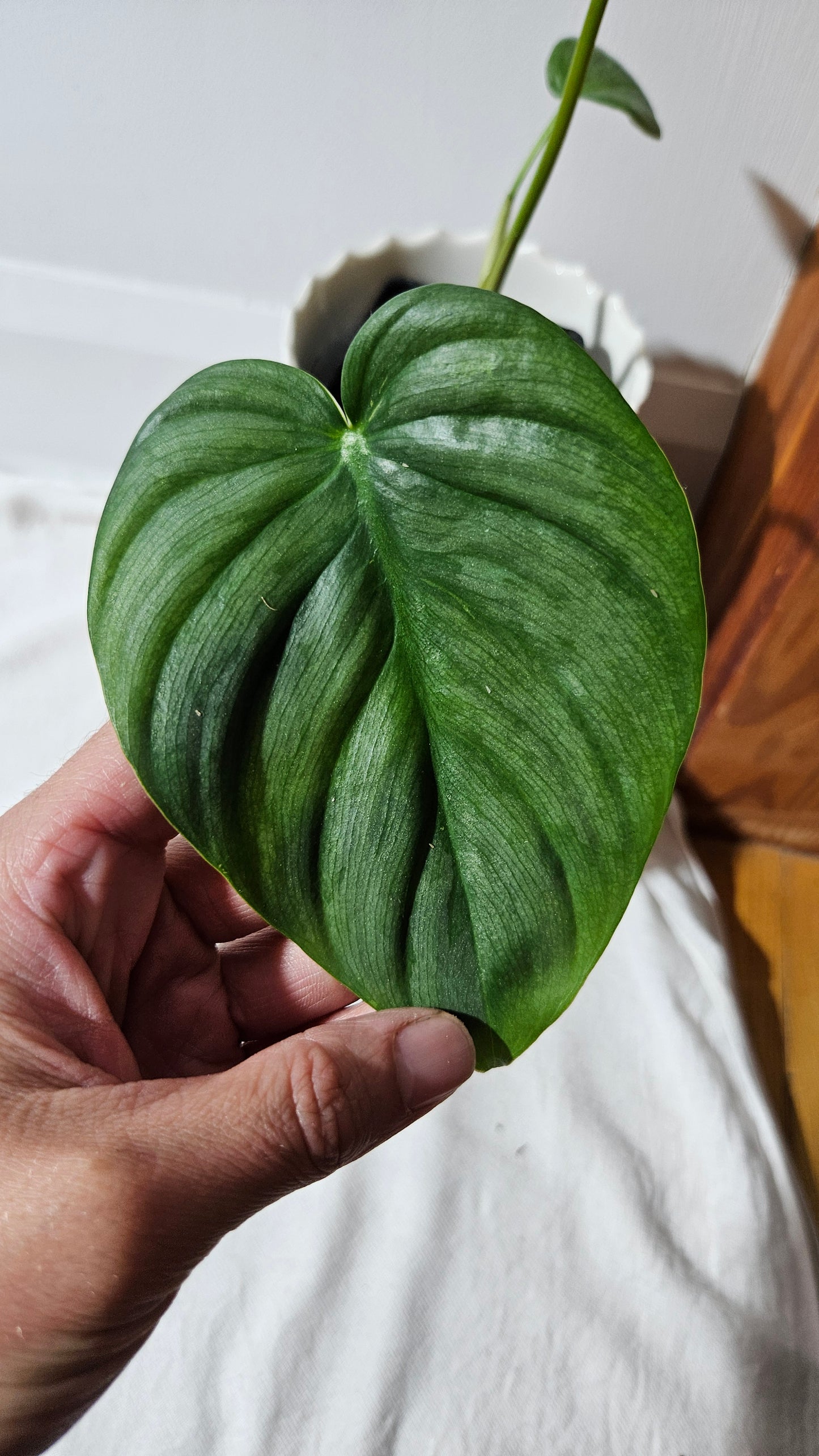 Philodendron Pastazanum Platinum (PHI-827)