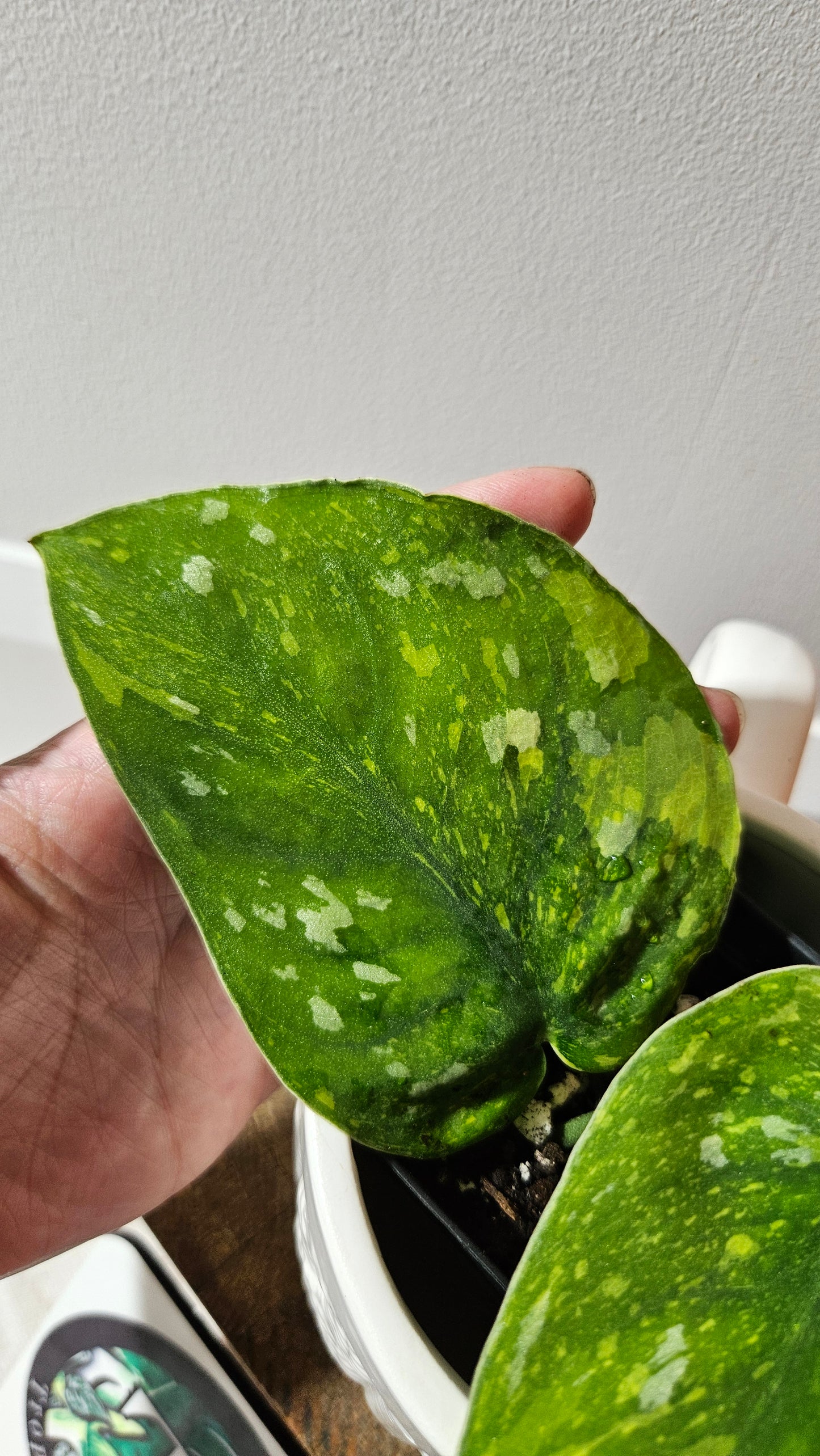 Scindapsus Baticon "Grade A" (SCI-1166)
