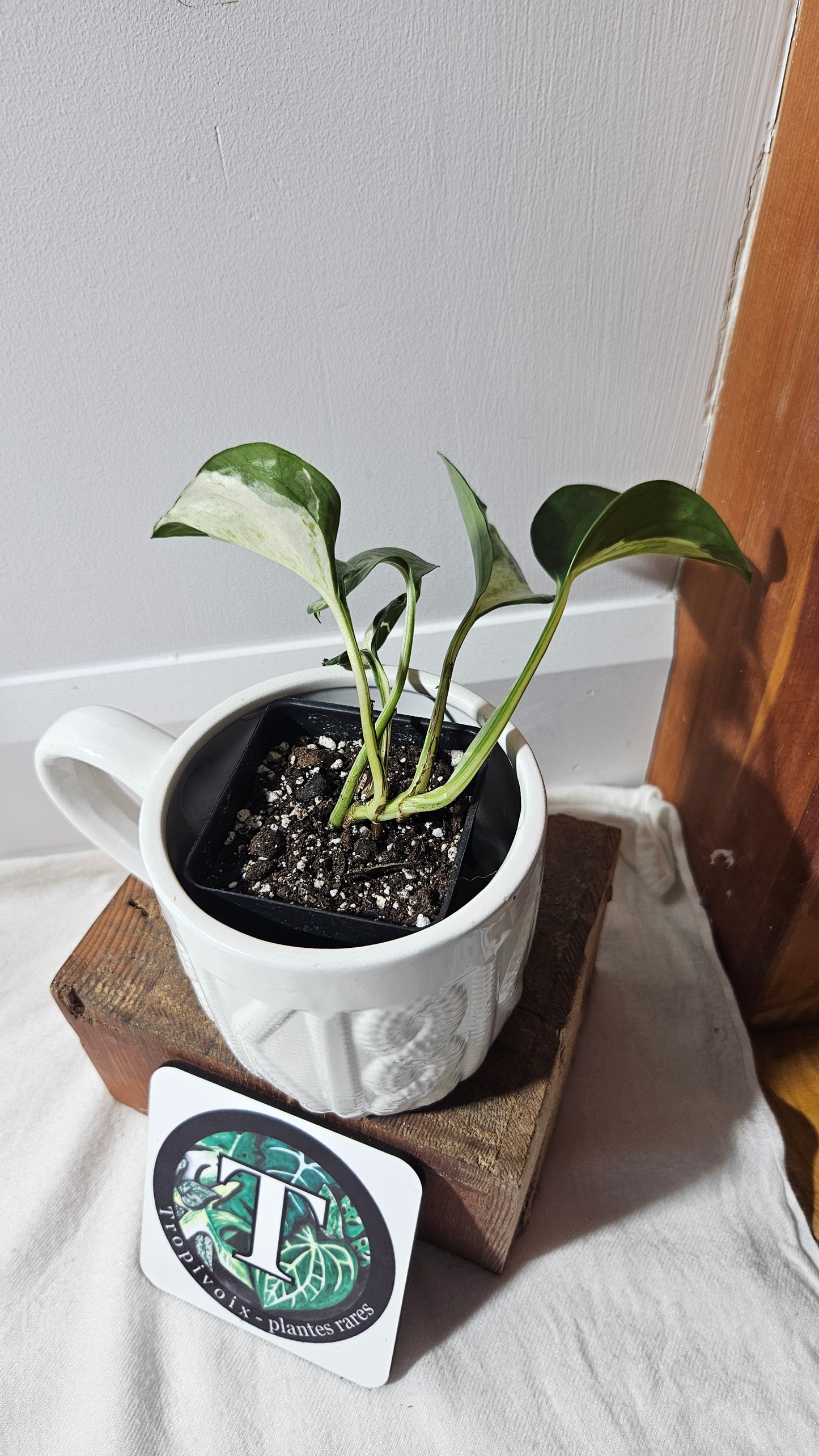 Epipremnum Aureum Manjula (EPI-100)